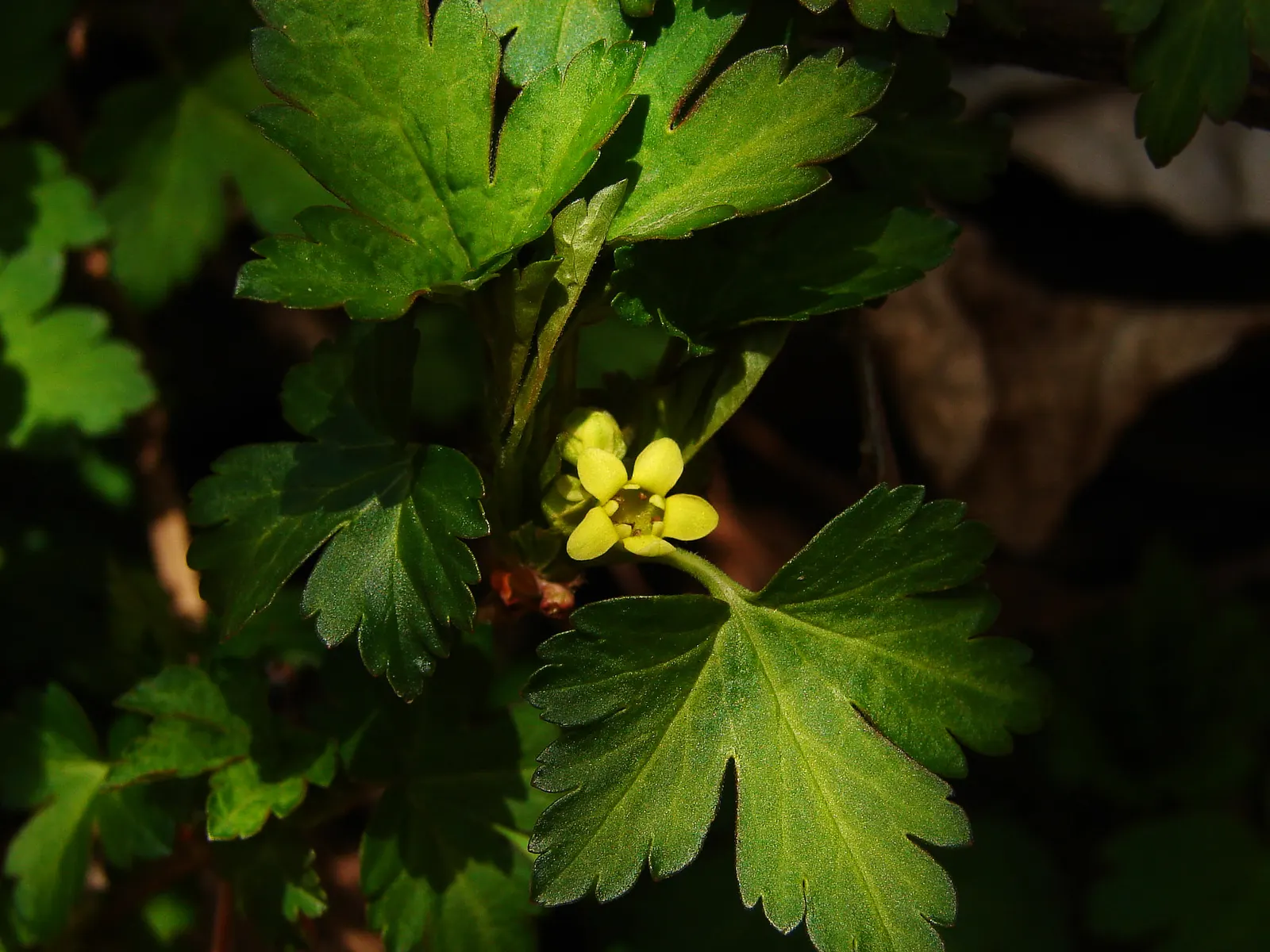 Winter Currant (Ribes Sanguineum 'White Icicle') — Reaching up to 6 ft tall and 5 ft wide, it boasts an upright, bushy habit