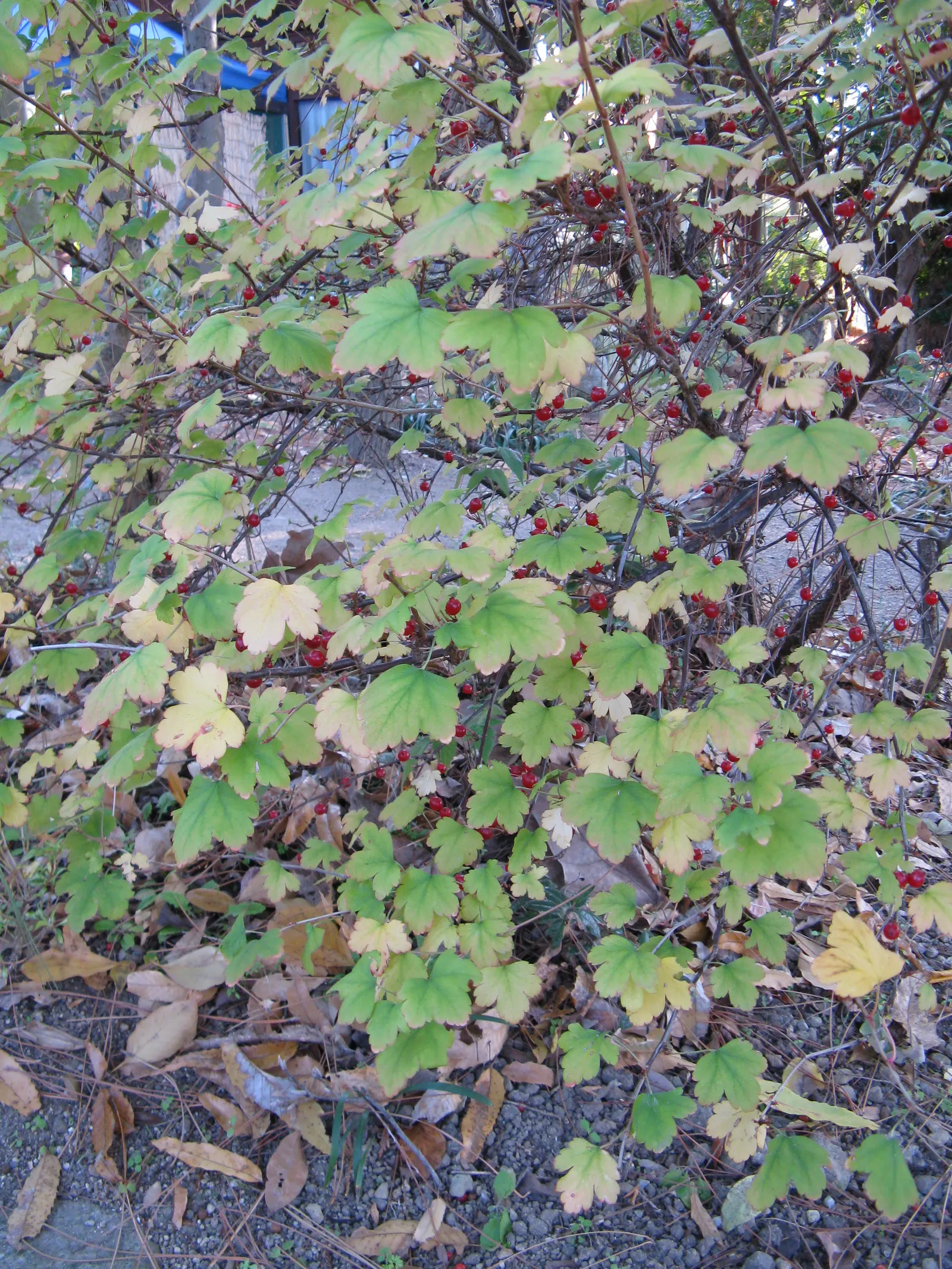 Winter Currant (Ribes Sanguineum 'White Icicle') — Ribes sanguineum 'White Icicle' is a captivating flowering shrub