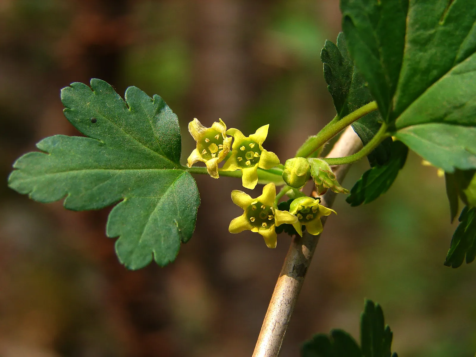 Winter Currant (Ribes Sanguineum 'White Icicle') — and offers easy maintenance