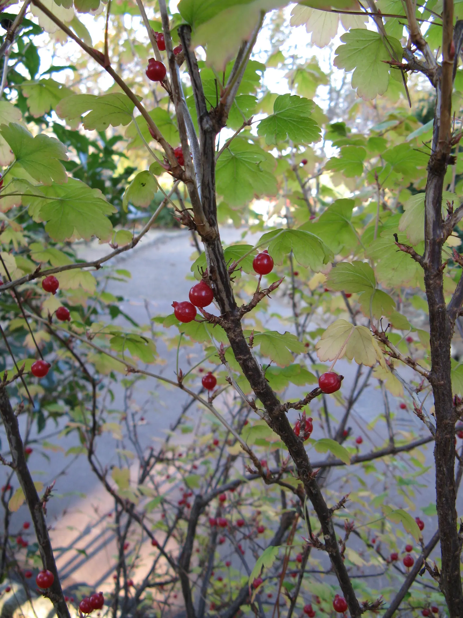 Winter Currant (Ribes Sanguineum 'White Icicle') — The Ribes sanguineum 'White Icicle' is a captivating deciduous shrub commonly known as the Winter Currant