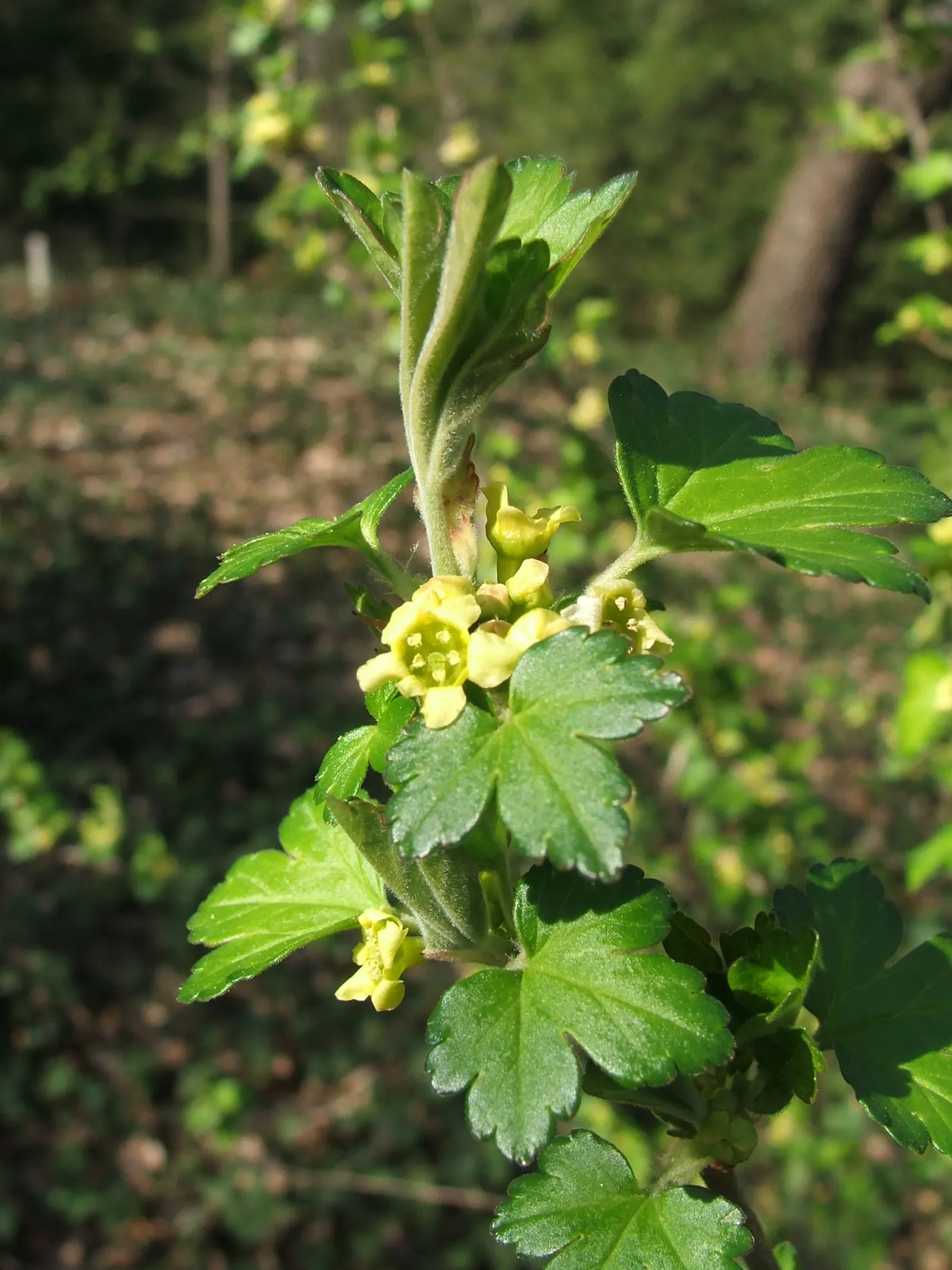 Winter Currant (Ribes Sanguineum 'White Icicle') — Ideal for temperate zones, it thrives in partial shade to full sun and prefers well-draining soil