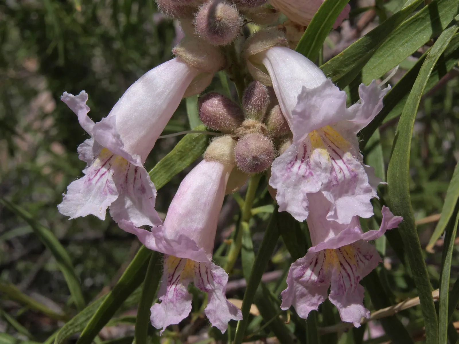 Desert Willow (Chilopsis Linearis) — scientifically known as Chilopsis linearis; tree with lavender and pink blooms