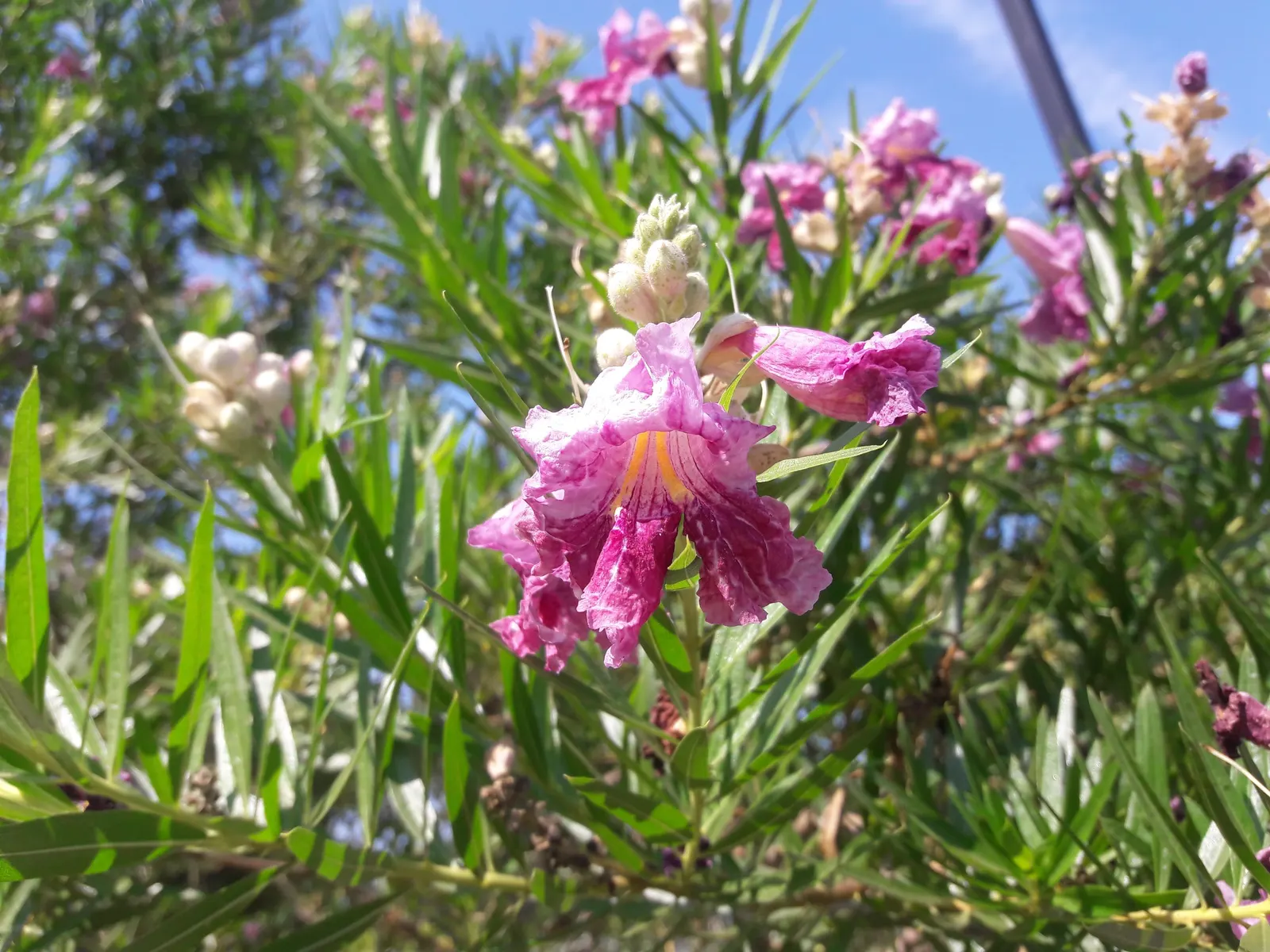 Desert Willow (Chilopsis Linearis) — the tree showcases its beauty with an abundant display of trumpet-shaped flowers that burst in hues of pink; lavender and