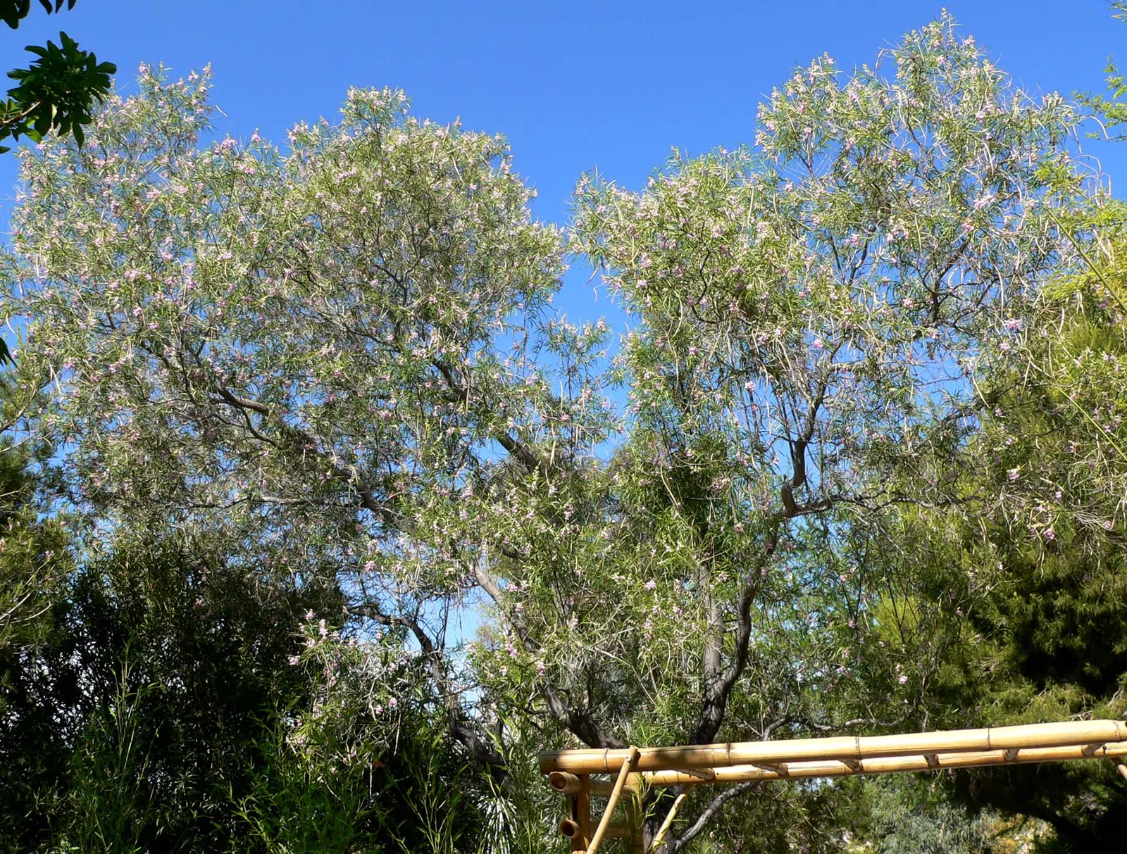 Desert Willow (Chilopsis Linearis) — elongated leaves along with trumpet-shaped flowers with varied hues from pink to lavender
