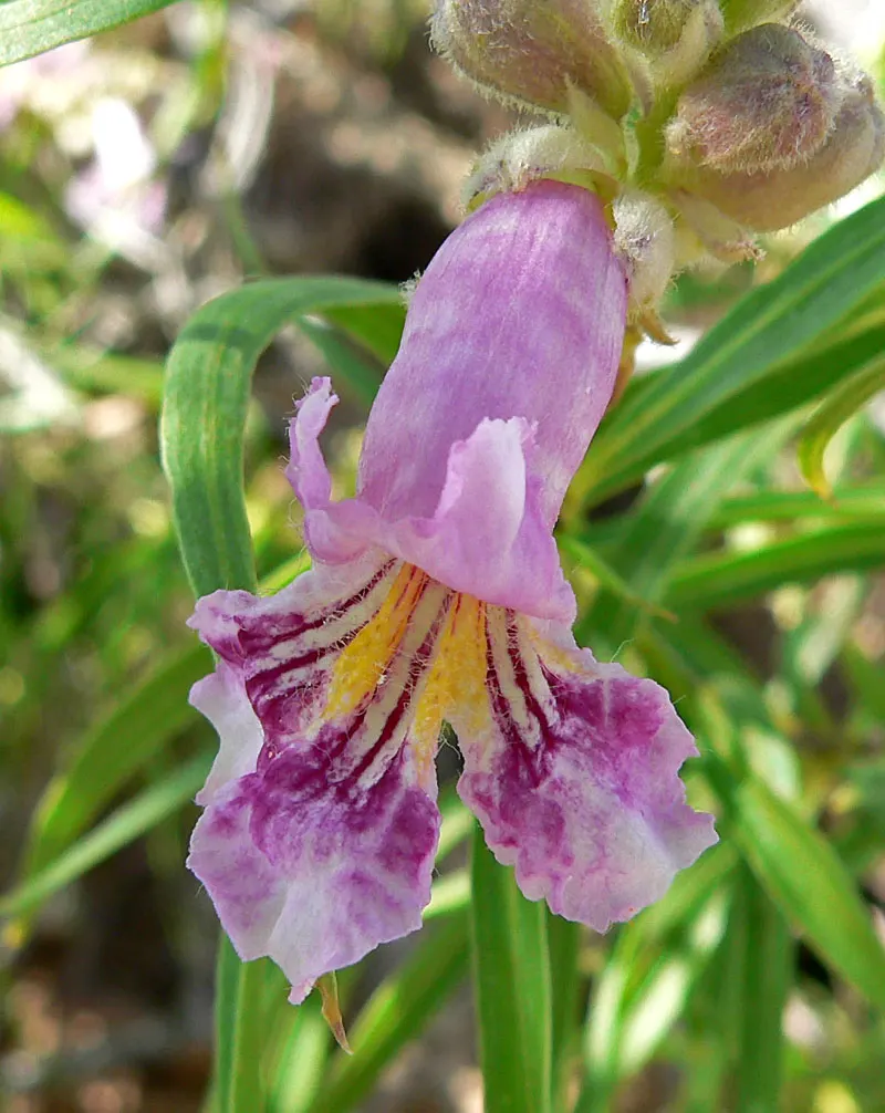 Desert Willow (Chilopsis Linearis) — Desert Willow (Chilopsis linearis)
