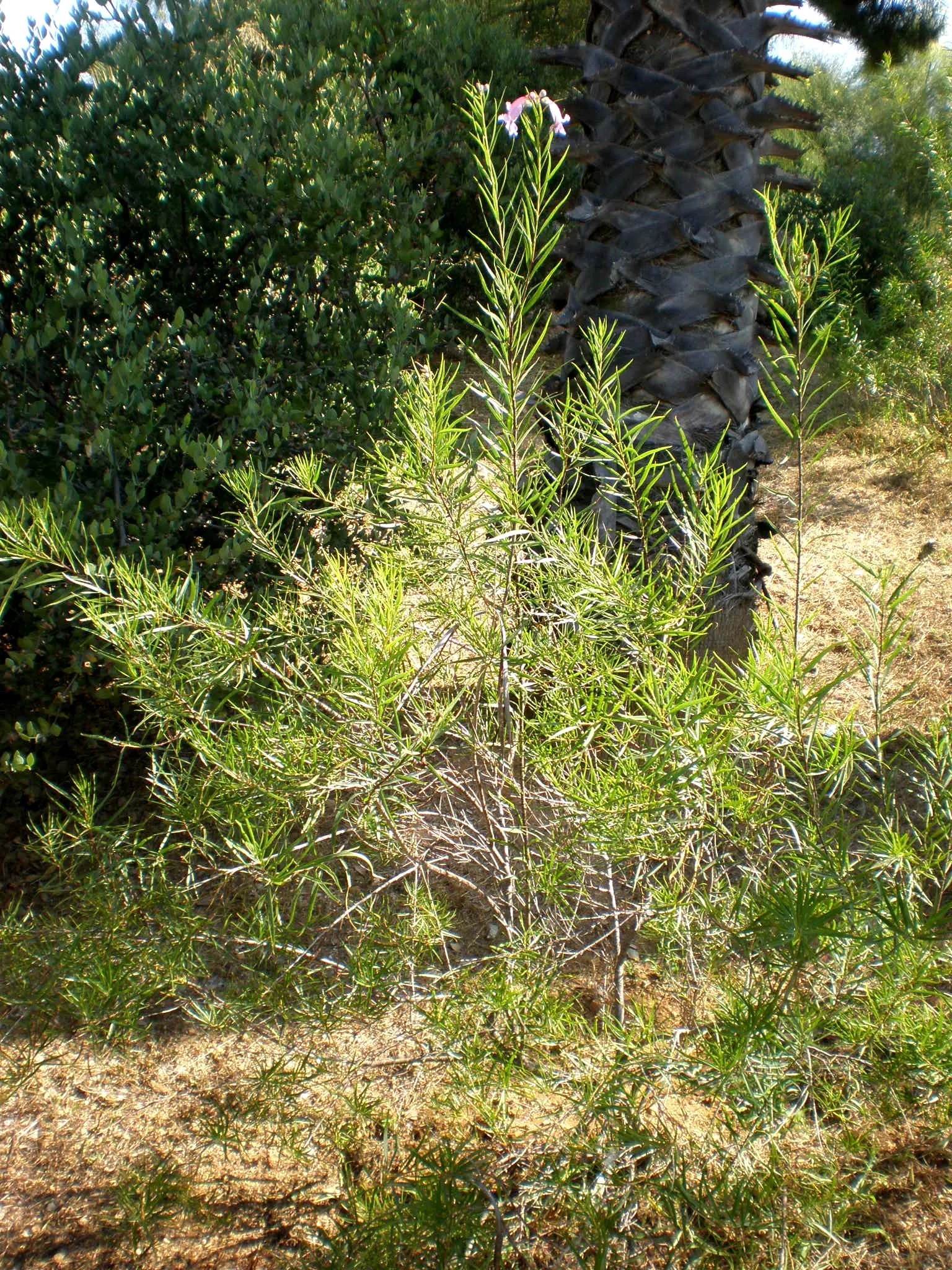 Desert Willow (Chilopsis Linearis) — attaining heights of 15-30 feet; tree for full, image 54