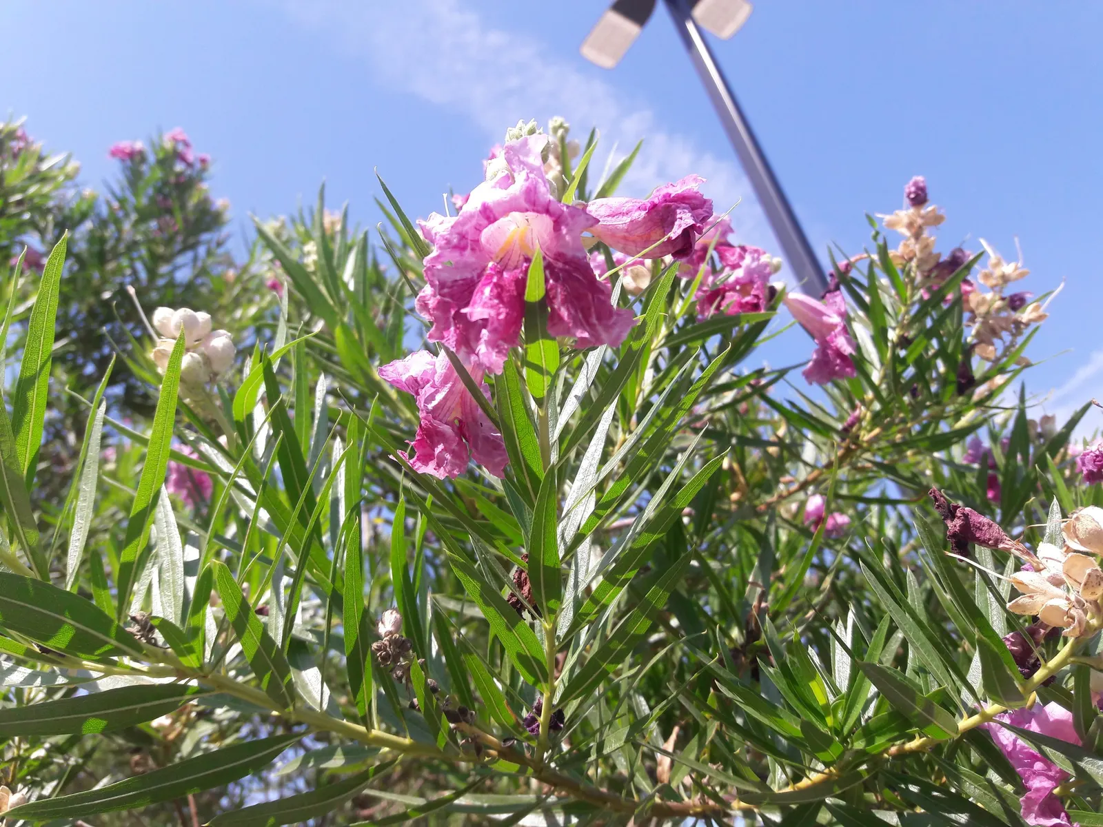 Desert Willow (Chilopsis Linearis) — tree for full; encapsulating the essence of natural beauty and resilience