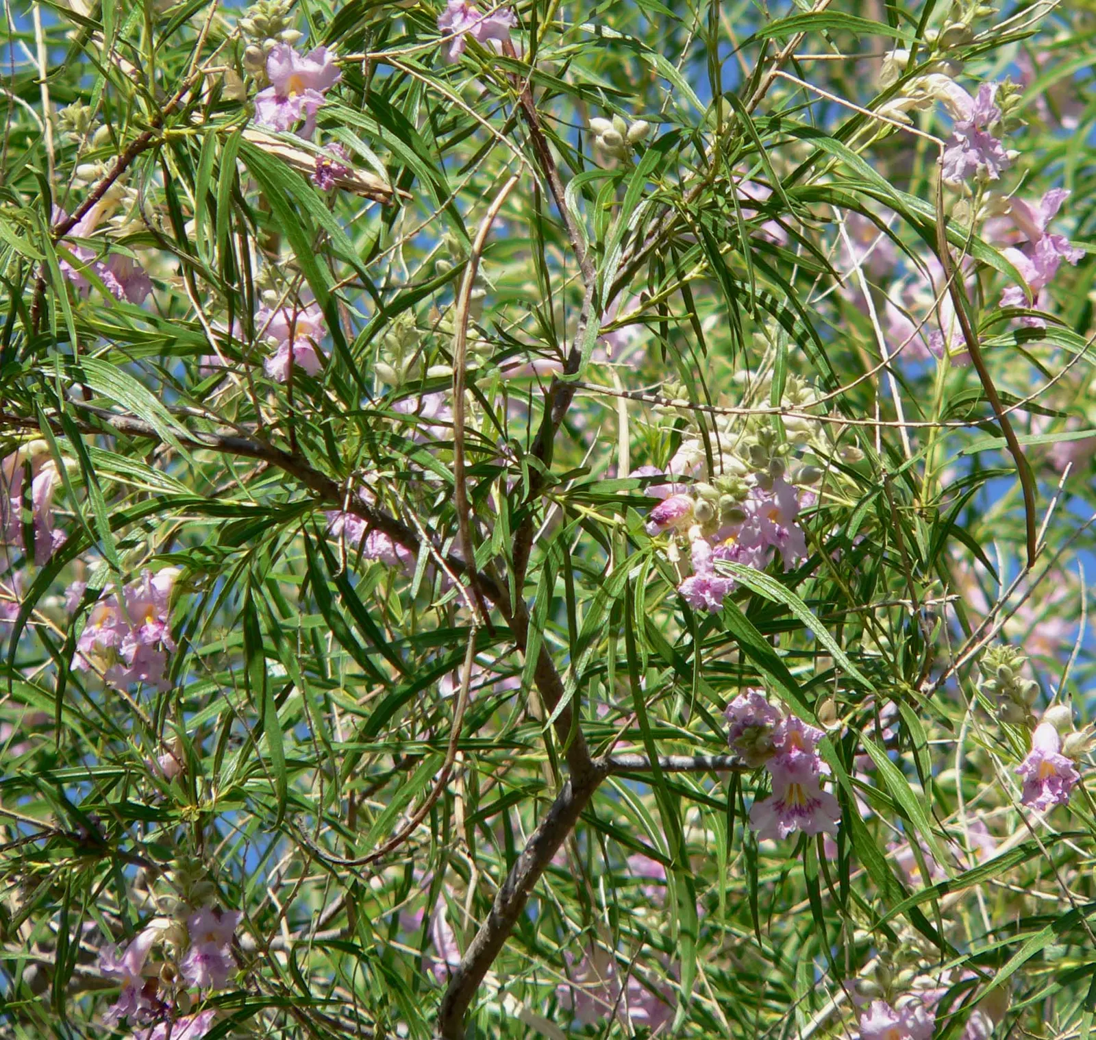 Desert Willow (Chilopsis Linearis) — a drought-tolerant deciduous shrub; scientifically known as Chilopsis linearis