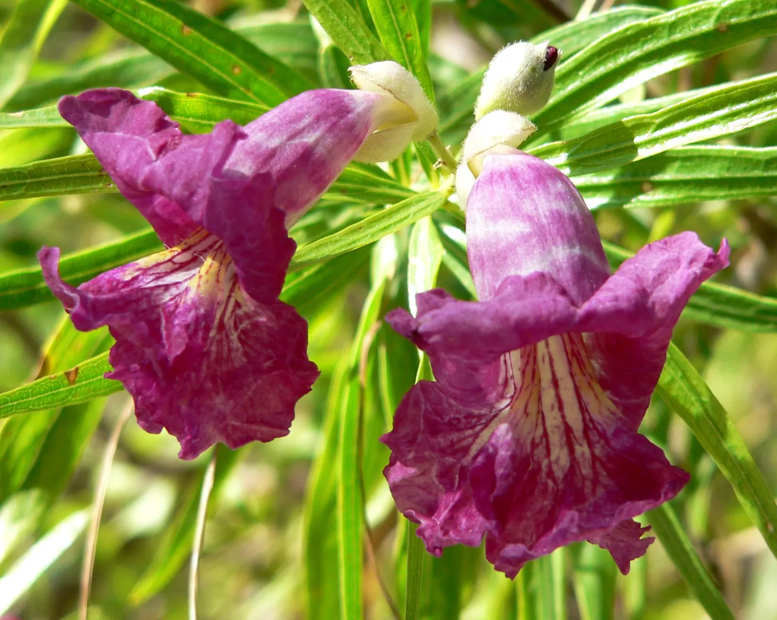 Desert Willow (Chilopsis Linearis) — Chilopsis provides an elegant; wispy silhouette and attracts hummingbirds and pollinators