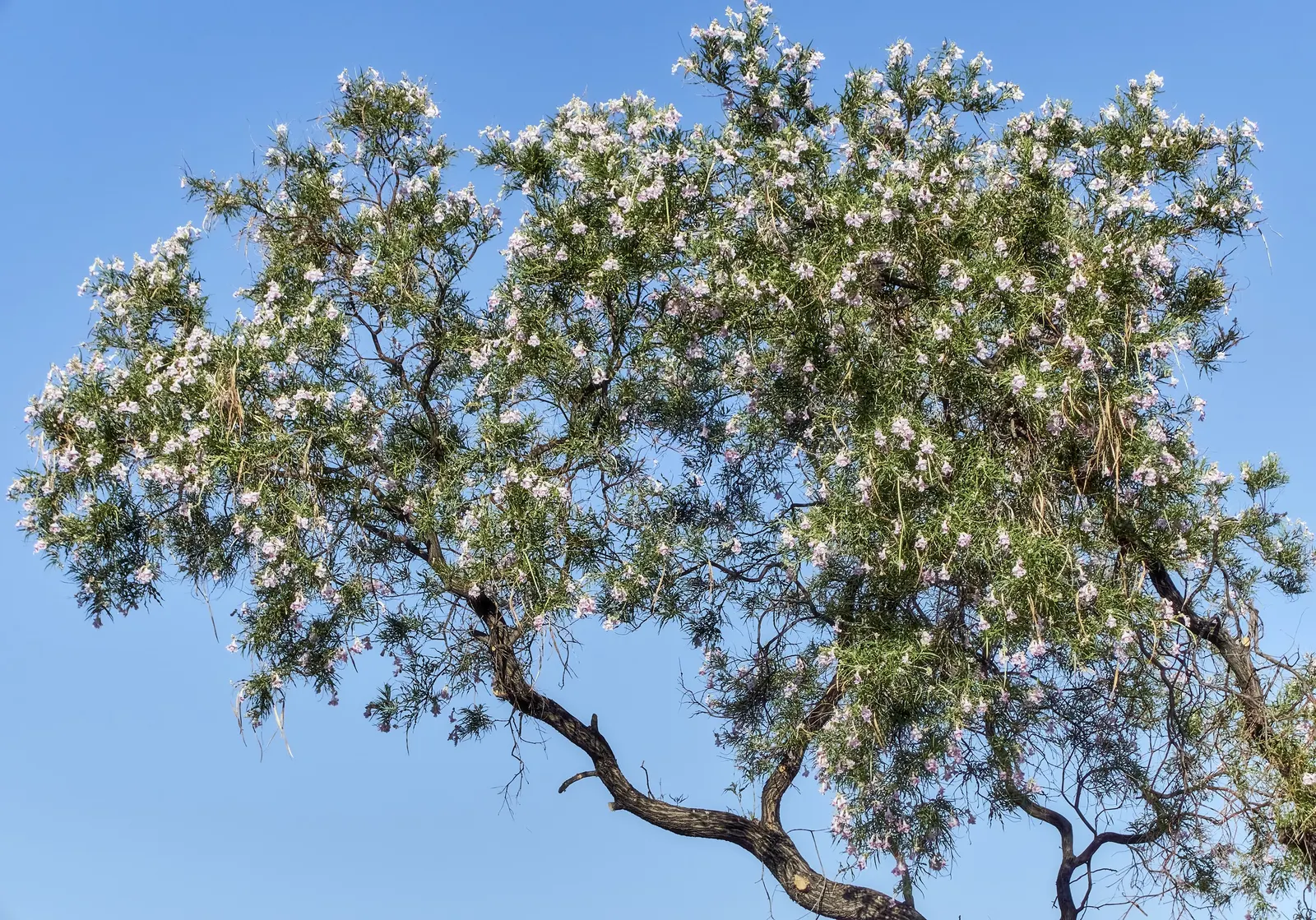 Desert Willow (Chilopsis Linearis) — attaining heights of 15-30 feet; tree for full, image 79