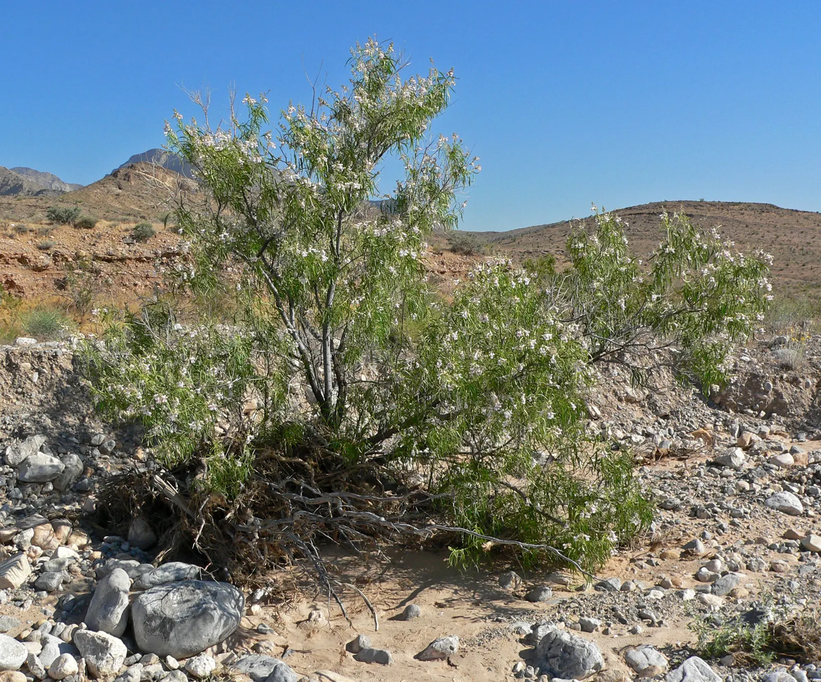 Desert Willow (Chilopsis Linearis) — is a deciduous tree native to the southwestern United States and northern Mexico; this species boasts narrow