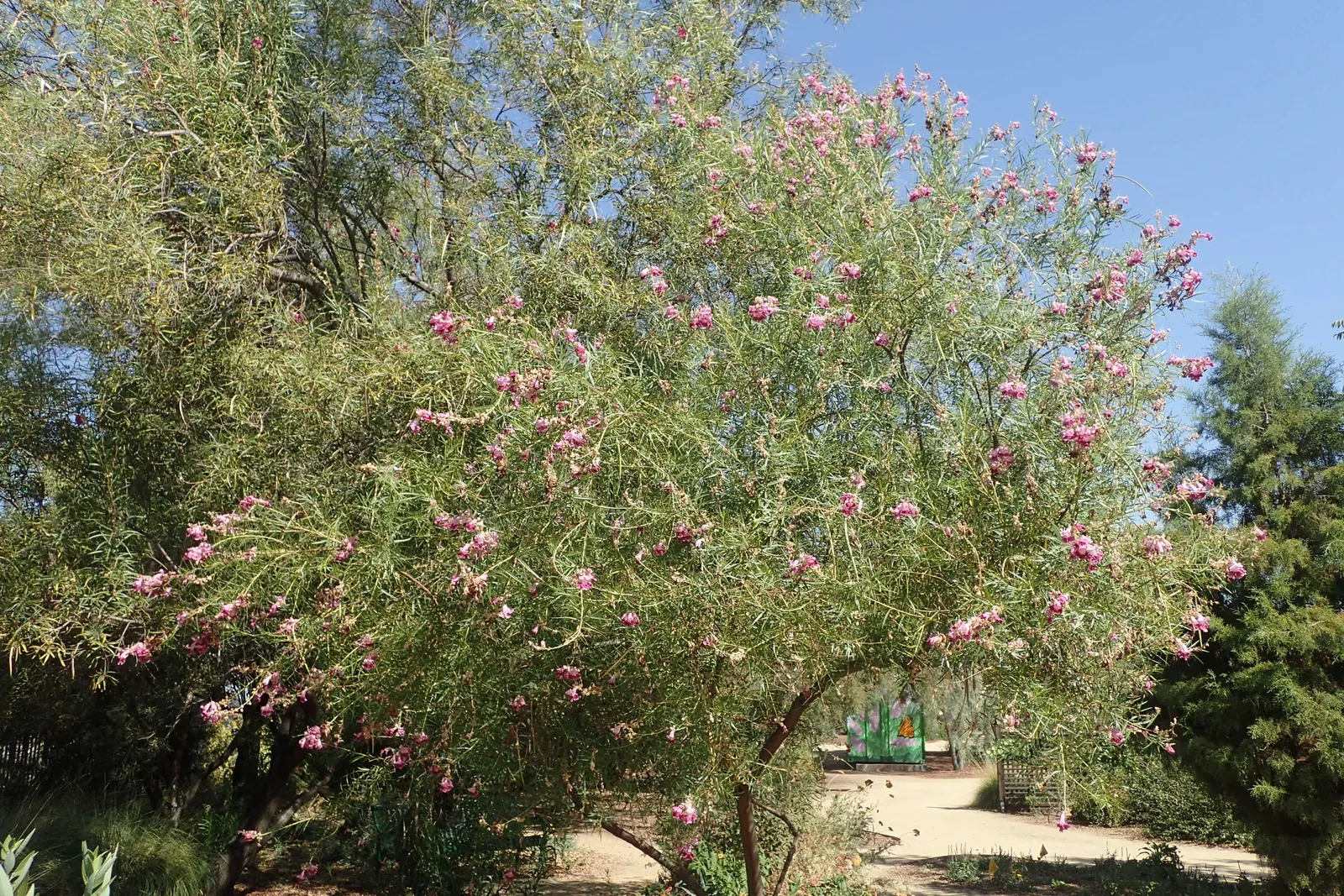 Desert Willow (Chilopsis Linearis) — the tree showcases its beauty with an abundant display of trumpet-shaped flowers that burst in hues of pink, image 68