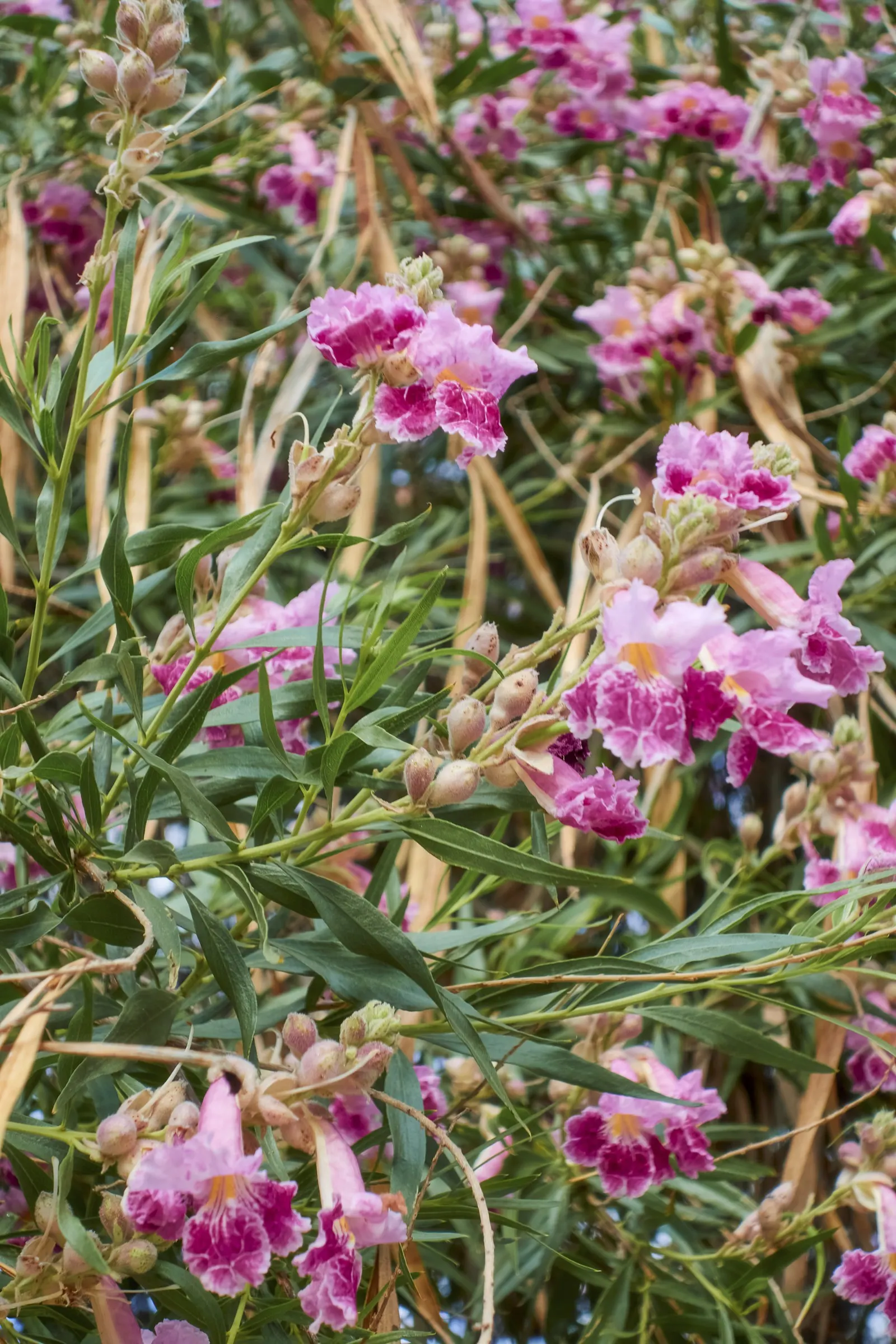 Desert Willow (Chilopsis Linearis) — lavender and pink flowers in the garden; blooming from late spring to early fall
