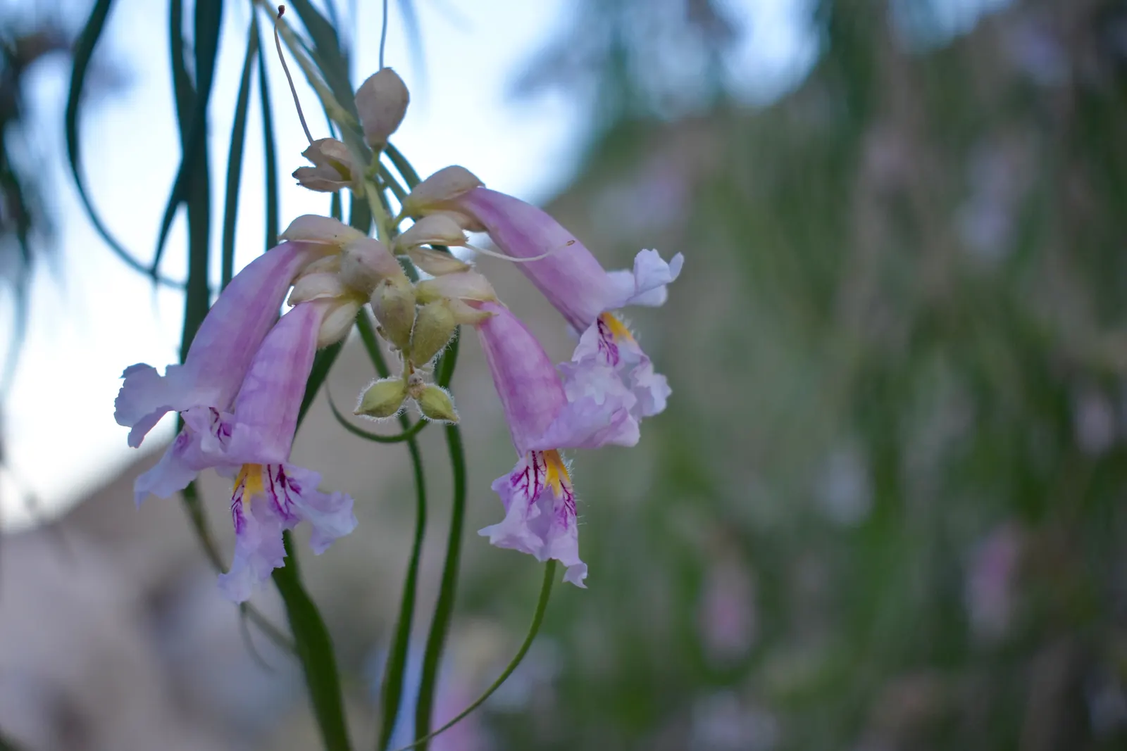 Desert Willow (Chilopsis Linearis) — slender leaves that can reach lengths of 4 to 12 inches; it is important to note that this species prefers full sun and