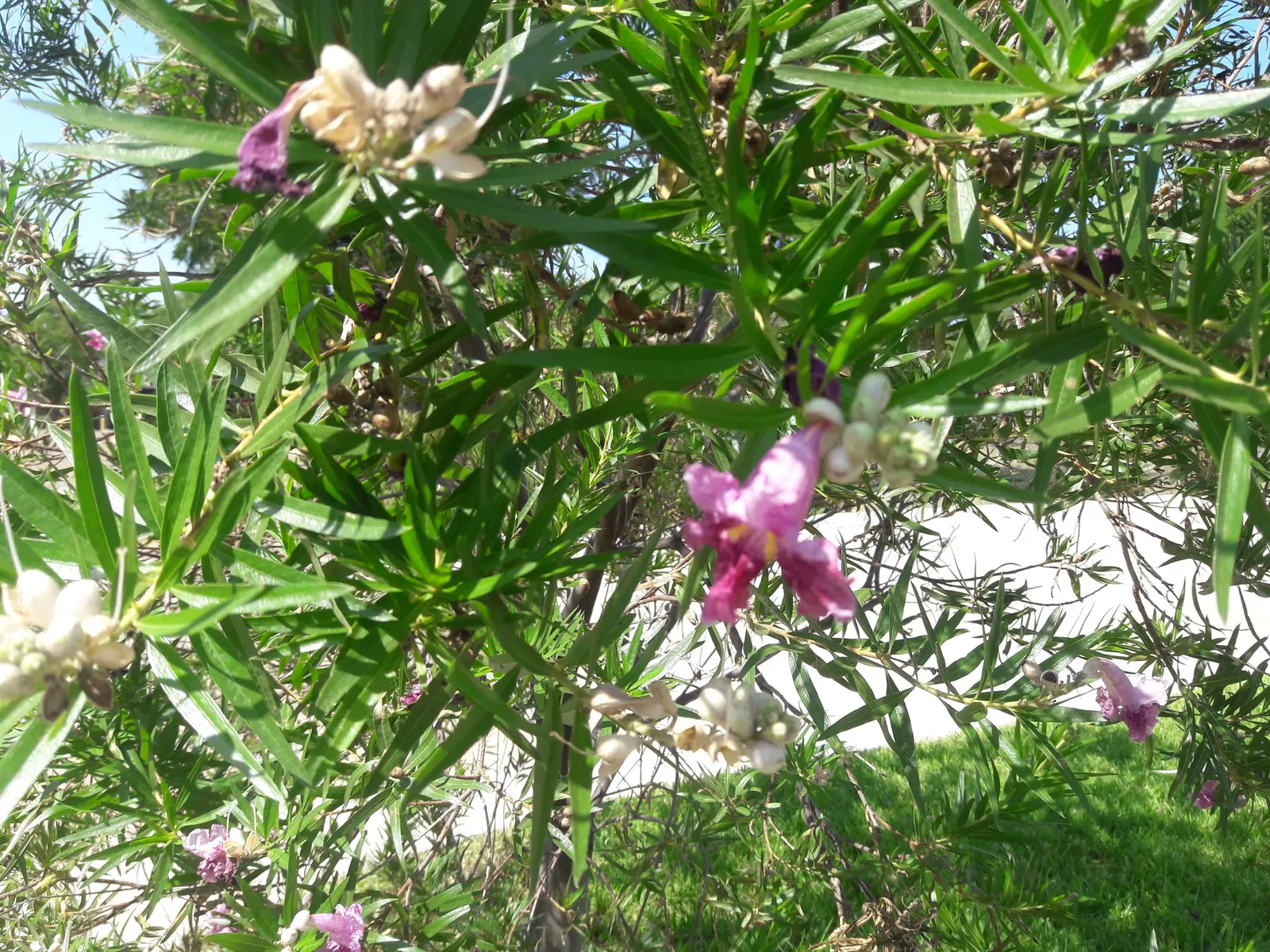 Desert Willow (Chilopsis Linearis) — the tree showcases its beauty with an abundant display of trumpet-shaped flowers that burst in hues of pink