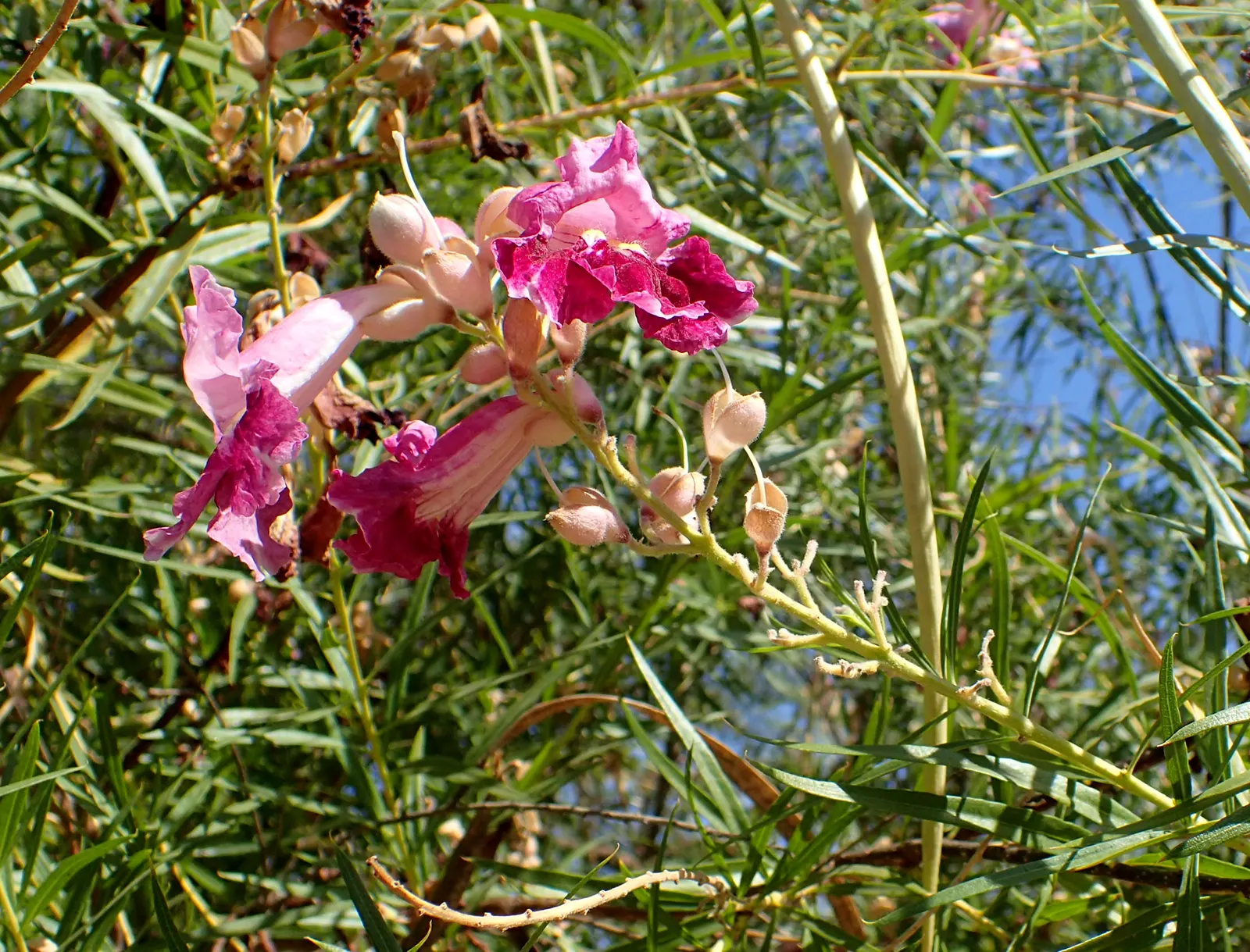 Desert Willow (Chilopsis Linearis) — encapsulating the essence of natural beauty and resilience; desert Willow (Chilopsis linearis), image 72
