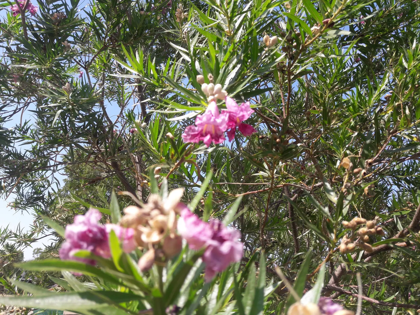 Desert Willow (Chilopsis Linearis) — tree with lavender and pink blooms