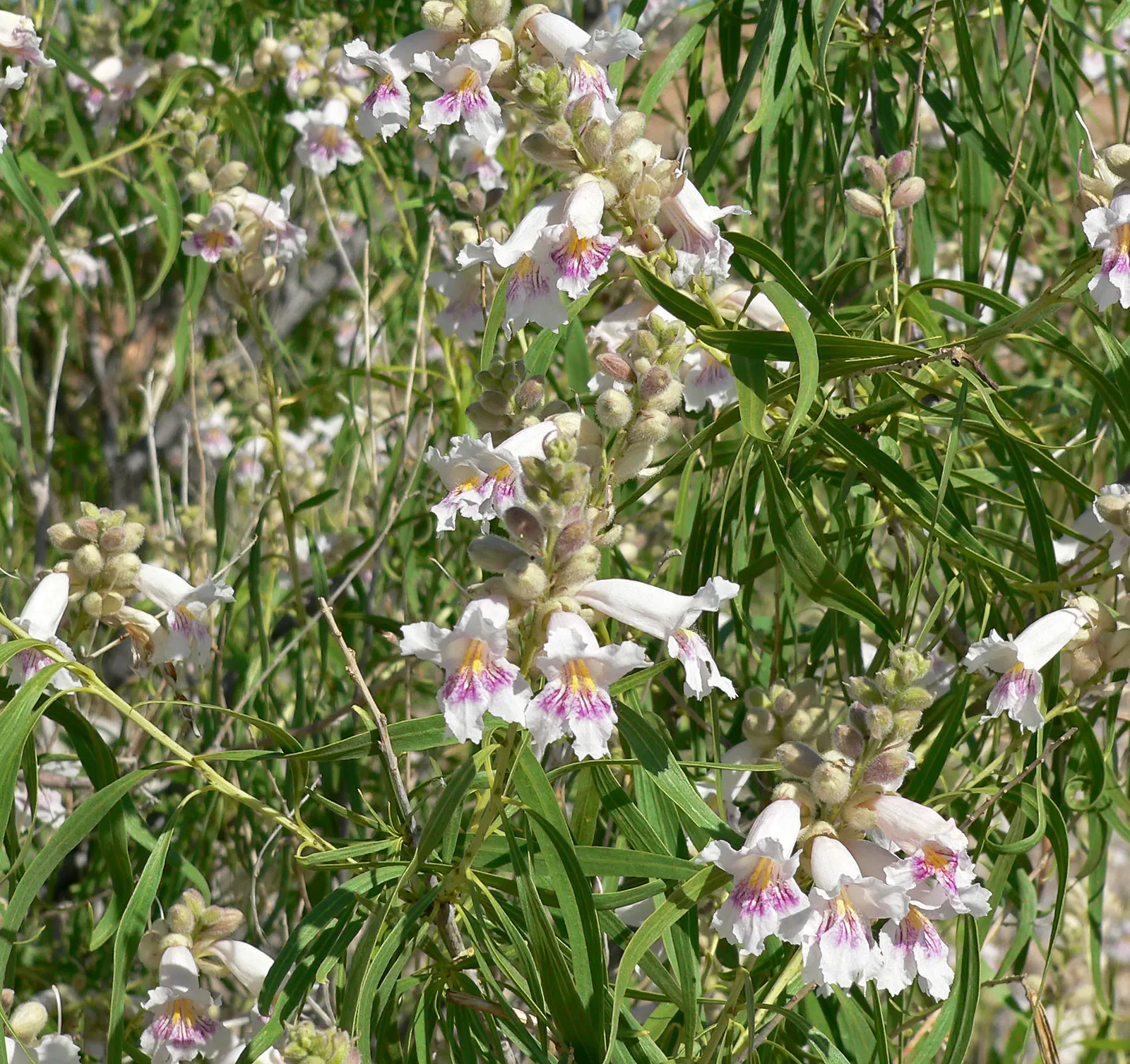 Desert Willow (Chilopsis Linearis) — attaining heights of 15-30 feet