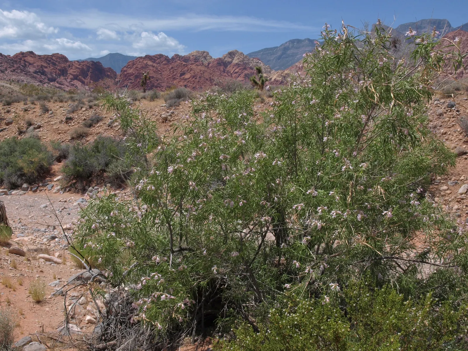 Desert Willow (Chilopsis Linearis) — It has a 15-25-foot spread with an open, airy canopy; elongated leaves along with trumpet-shaped flowers with varied hues