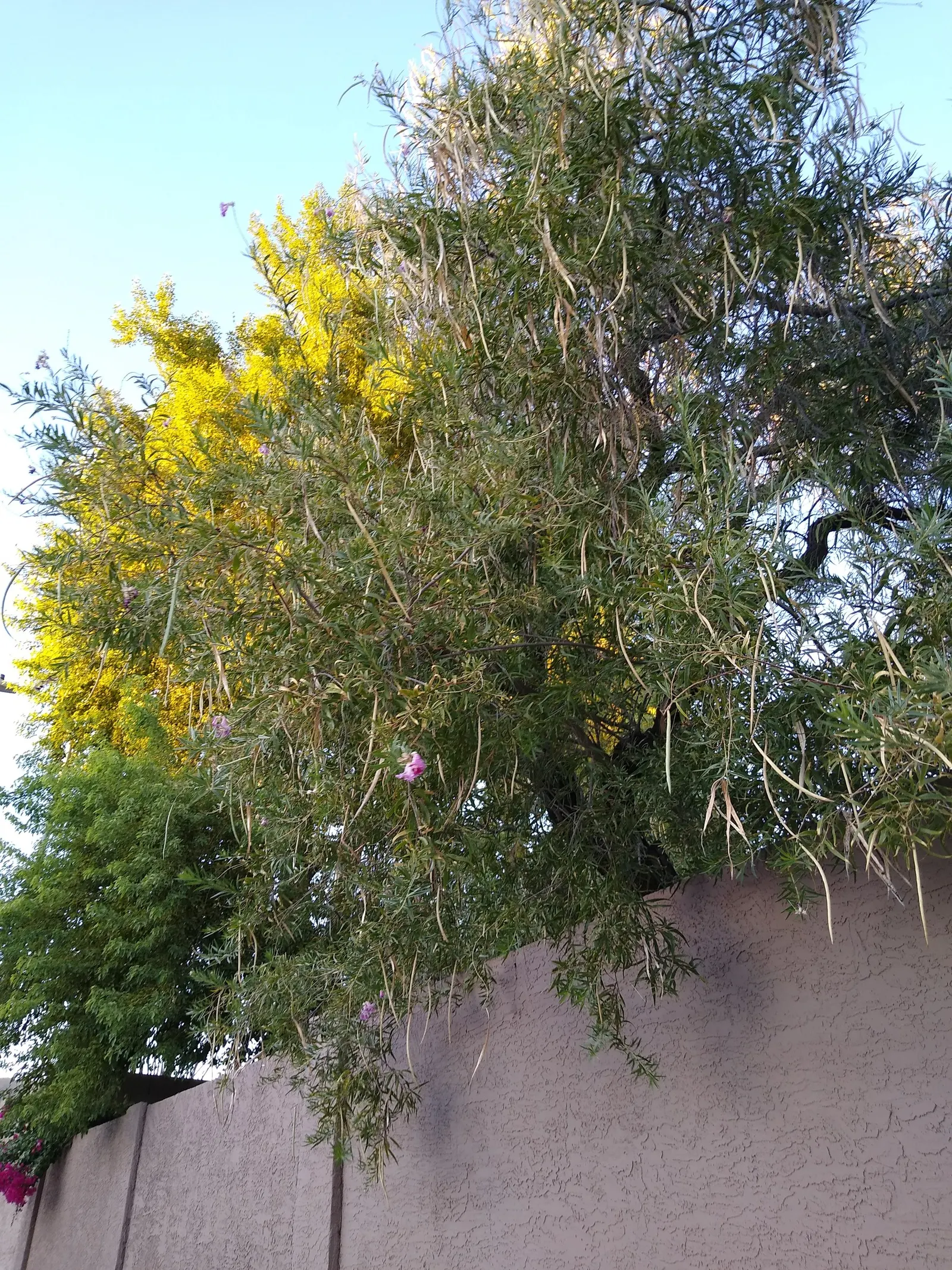 Desert Willow (Chilopsis Linearis) — wispy silhouette and attracts hummingbirds and pollinators; although it is not closely related to true