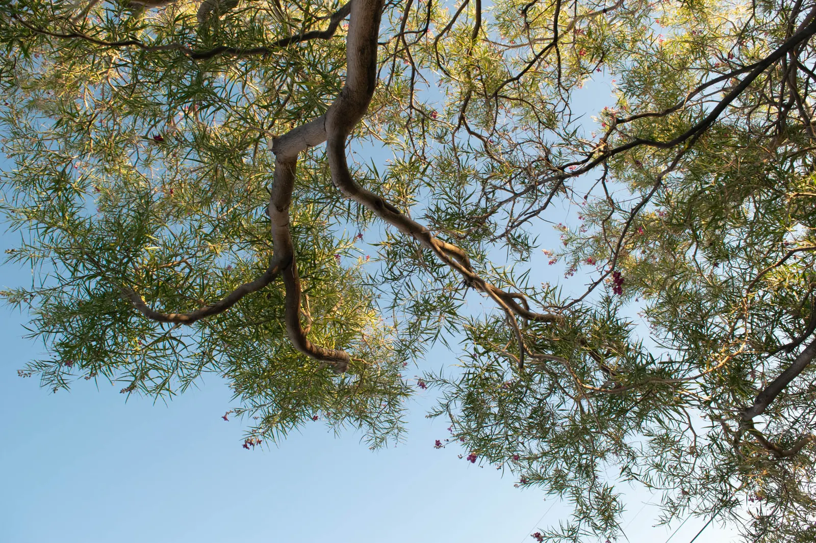 Desert Willow (Chilopsis Linearis) — attaining heights of 15-30 feet; tree for full