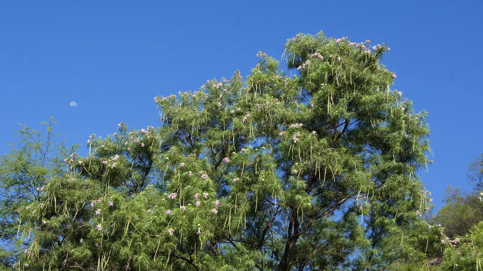 Desert Willow (Chilopsis Linearis) — blooming from late spring to early fall