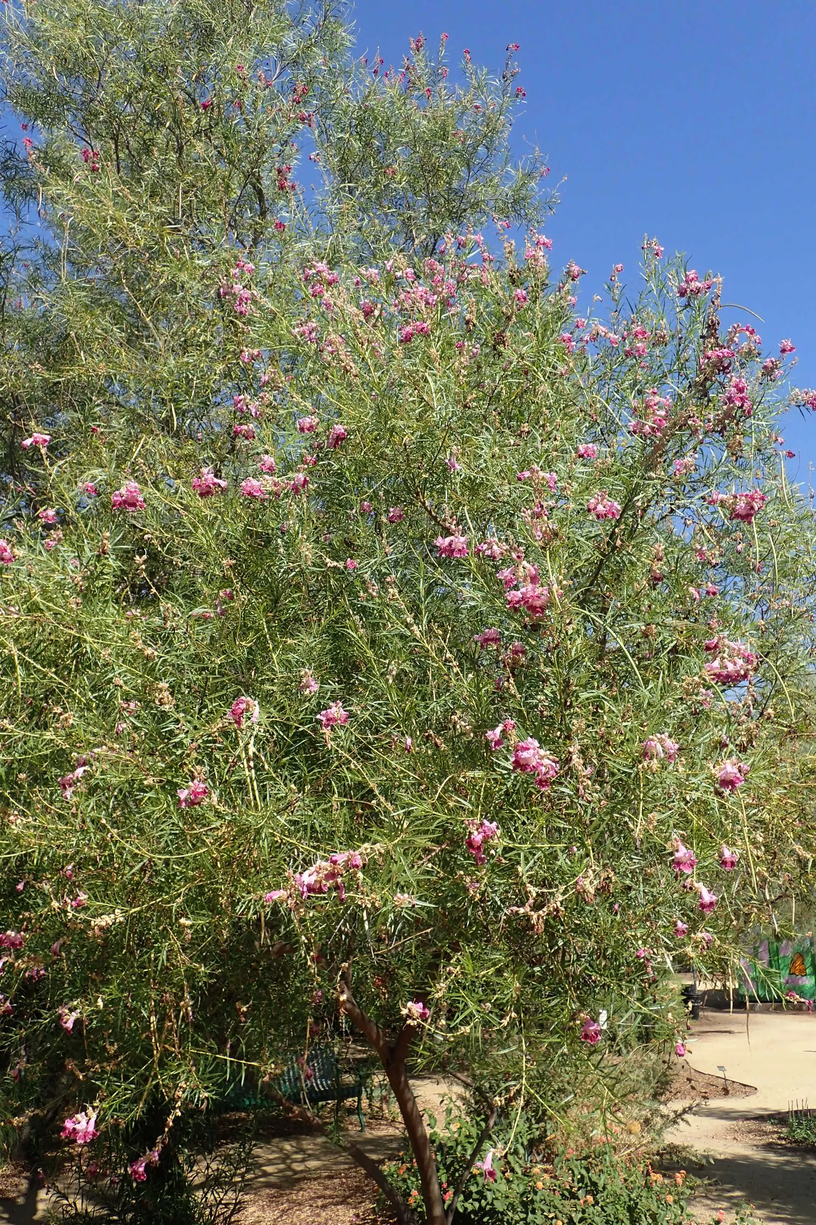 Desert Willow (Chilopsis Linearis) — is a deciduous tree native to the southwestern United States and northern Mexico; this species boasts narrow, image 62