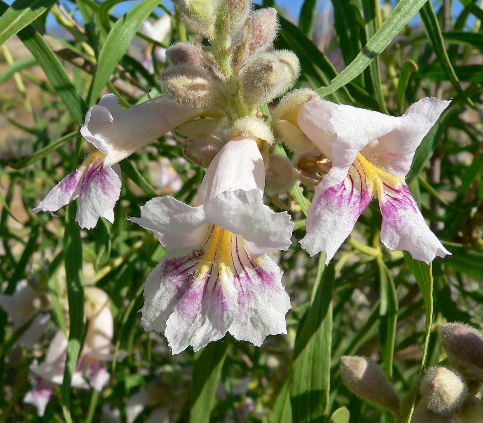 Desert Willow (Chilopsis Linearis) — a drought-tolerant deciduous shrub; scientifically known as Chilopsis linearis, image 52