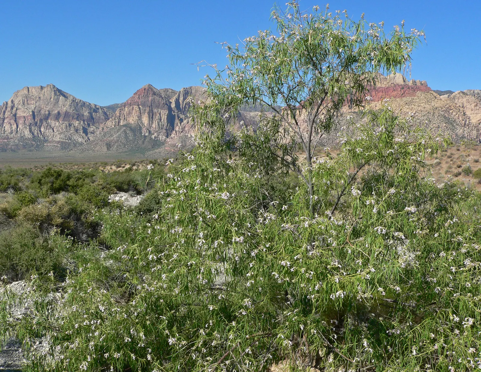 Desert Willow (Chilopsis Linearis) — Chilopsis provides an elegant; wispy silhouette and attracts hummingbirds and pollinators, image 59