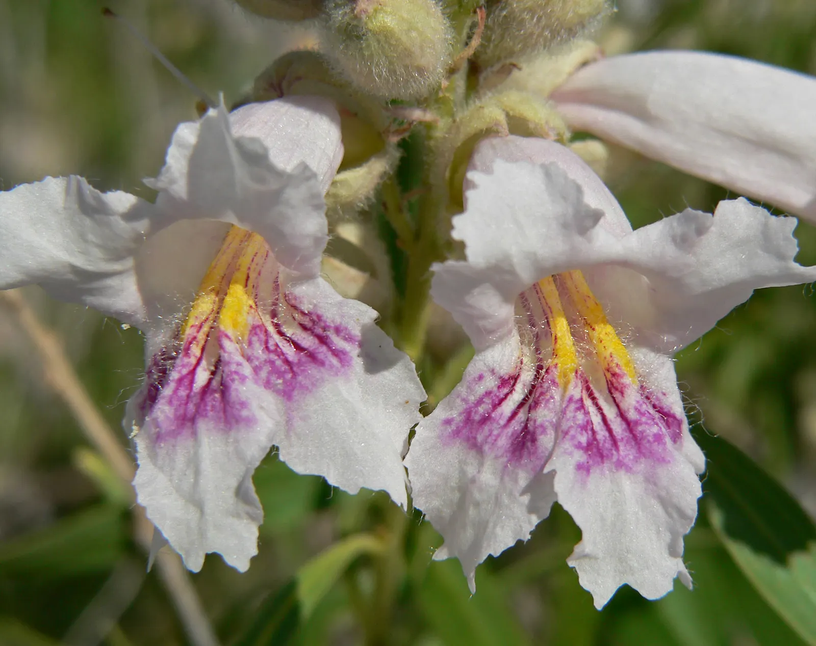 Desert Willow (Chilopsis Linearis) — slender leaves that can reach lengths of 4 to 12 inches; it is important to note that this species prefers, image 64