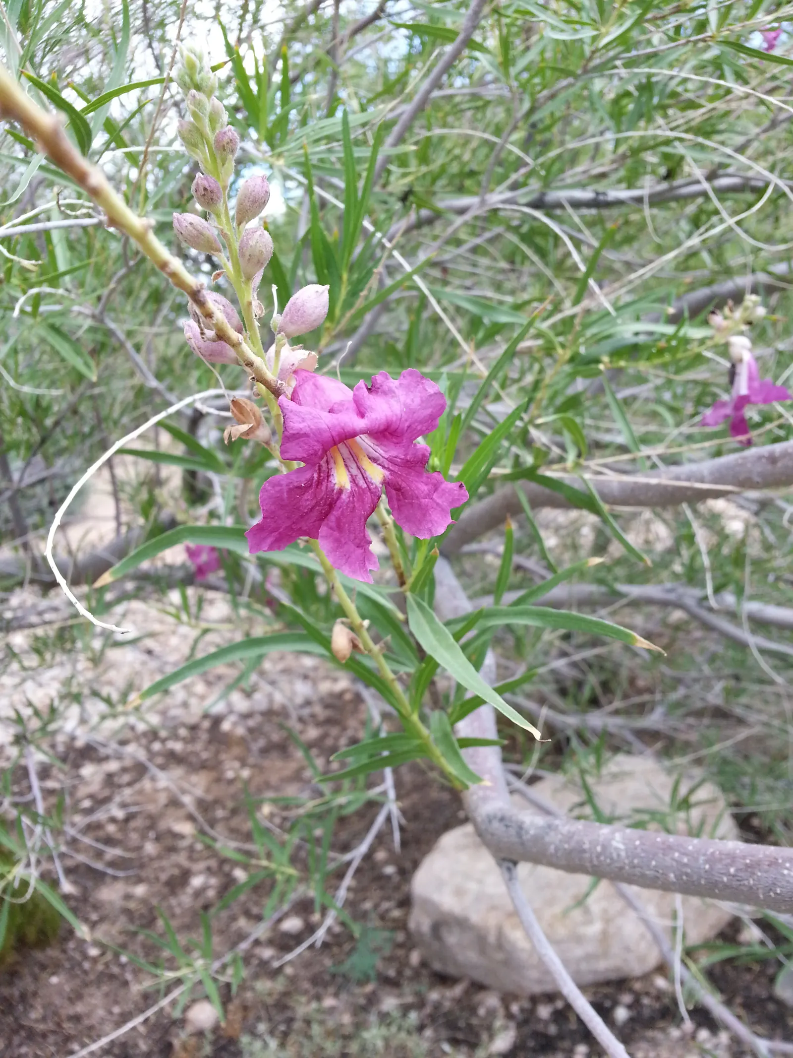 Desert Willow (Chilopsis Linearis) — lavender and pink flowers in the garden