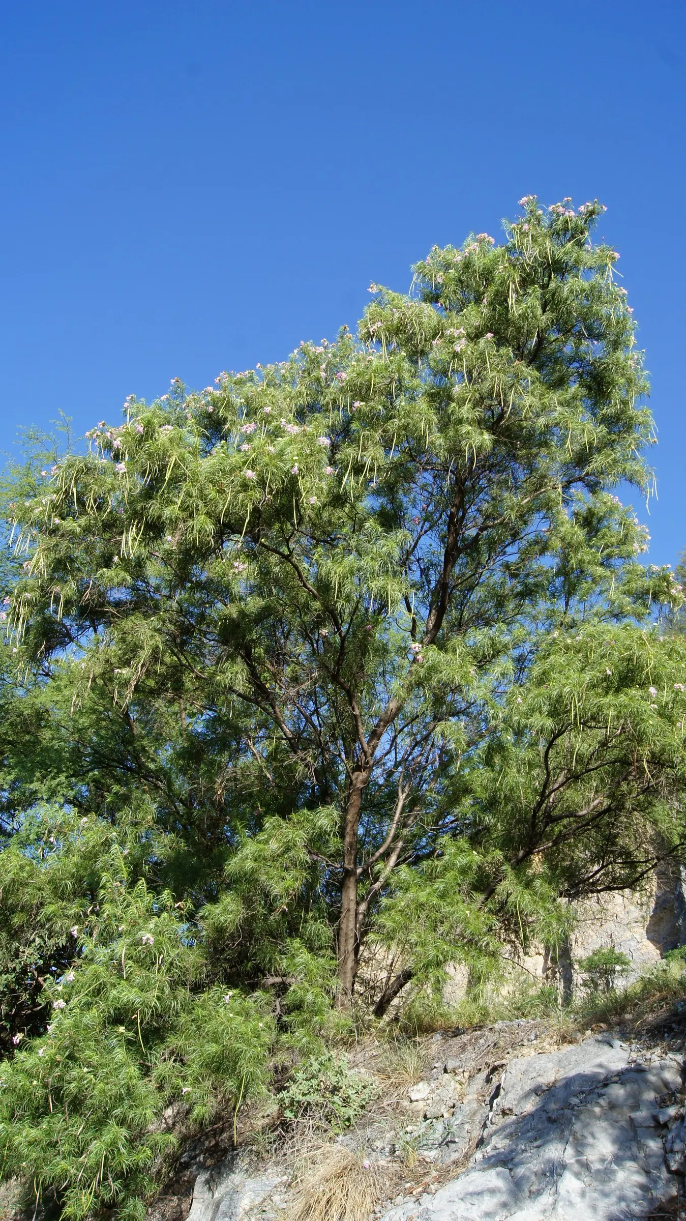 Desert Willow (Chilopsis Linearis) — wispy silhouette and attracts hummingbirds and pollinators; although it is not closely related to true, image 60