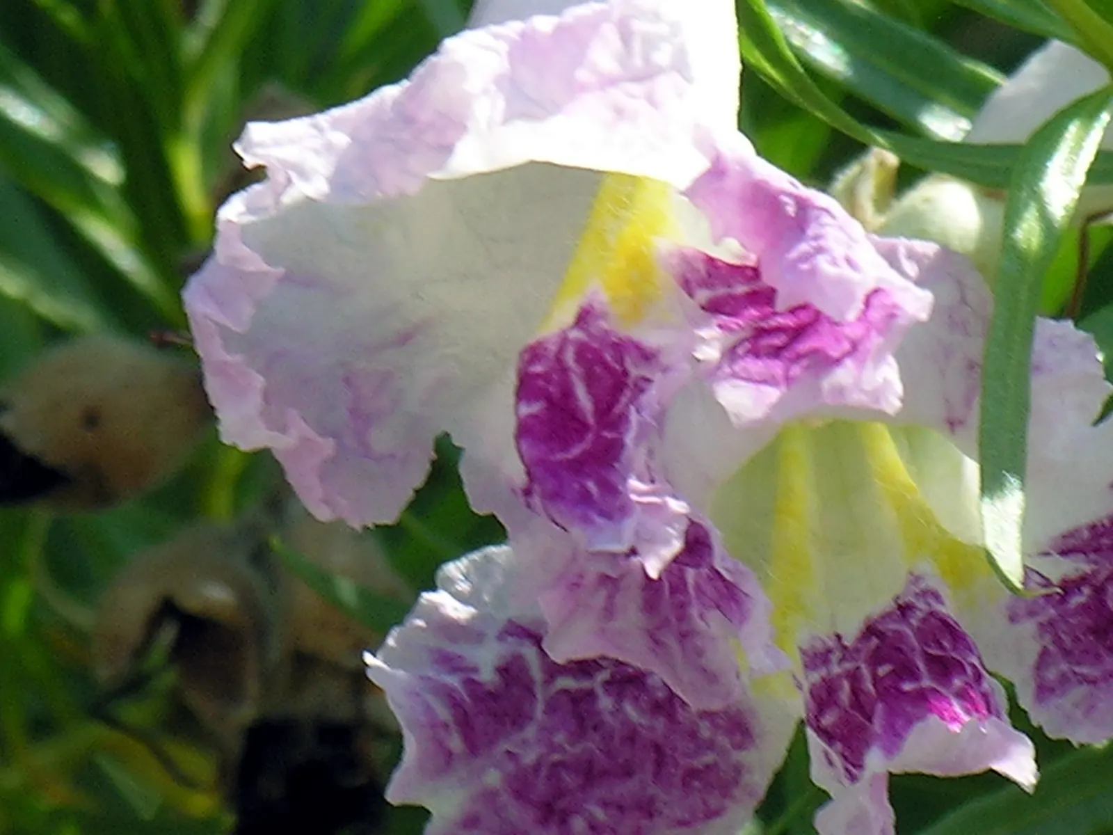 Desert Willow (Chilopsis Linearis) — tree for full