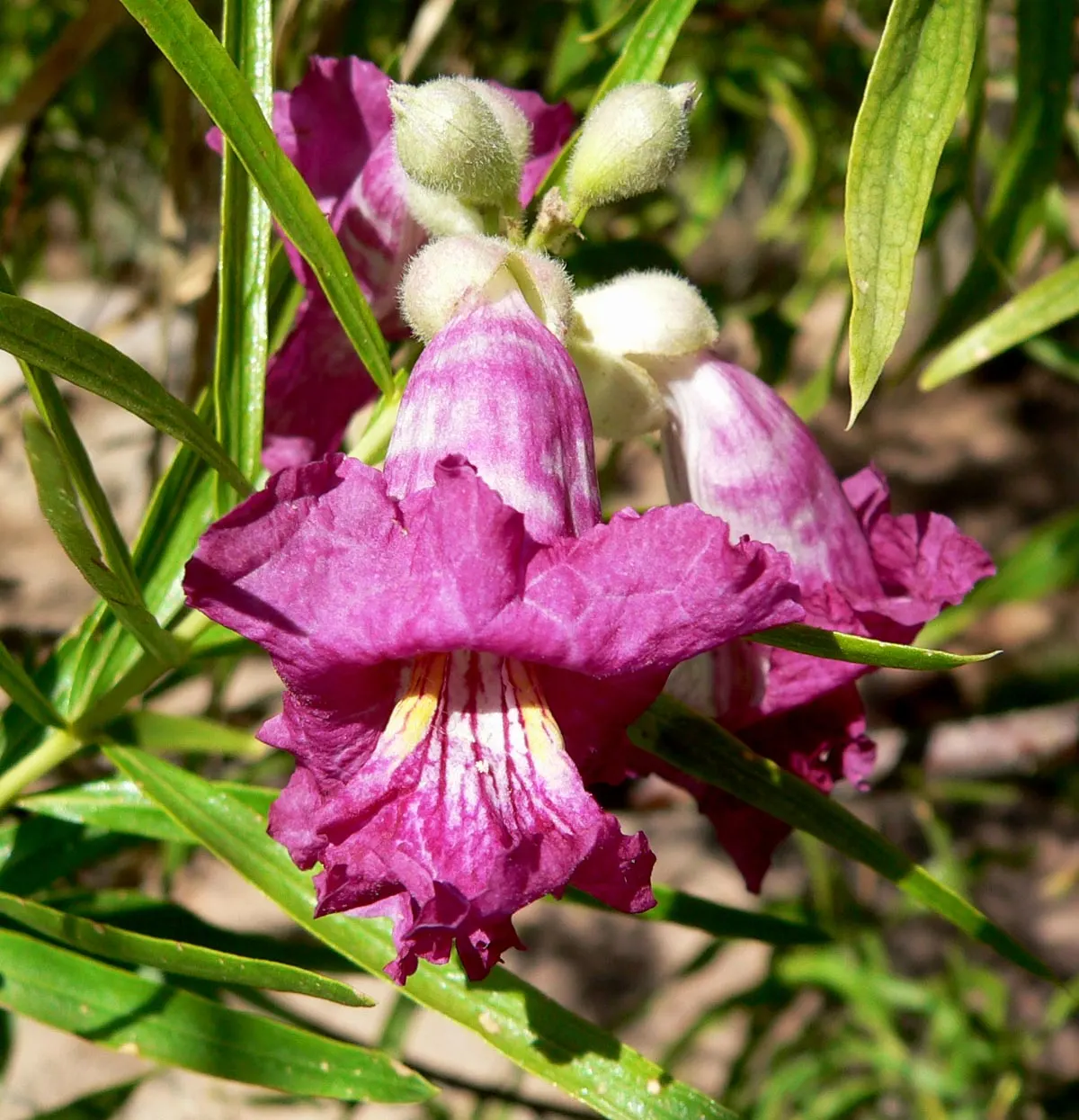 Desert Willow (Chilopsis Linearis) — hence the tree's common name; chilopsis provides an elegant