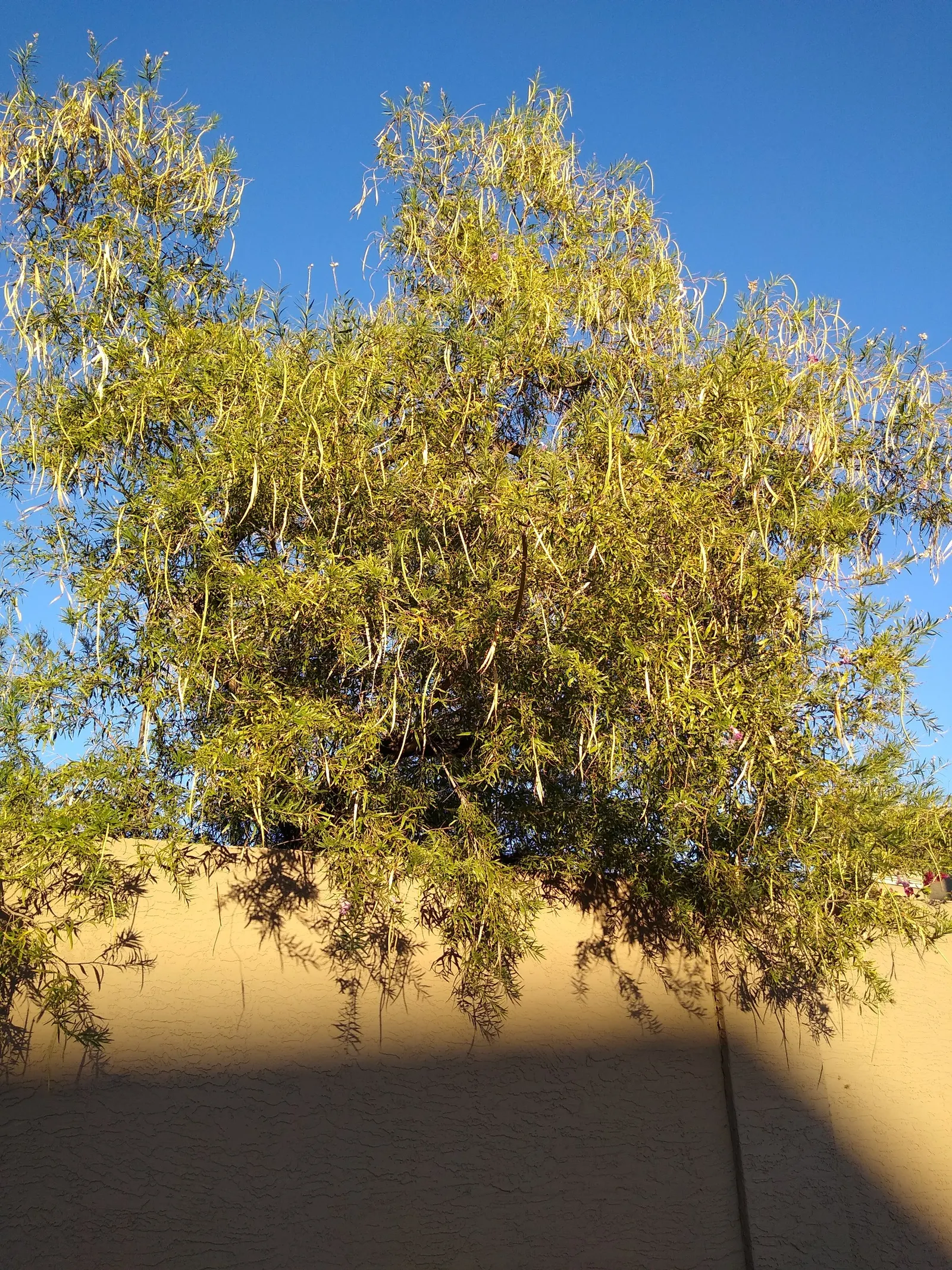 Desert Willow (Chilopsis Linearis) — lavender and pink flowers in the garden; blooming from late spring to early fall, image 73