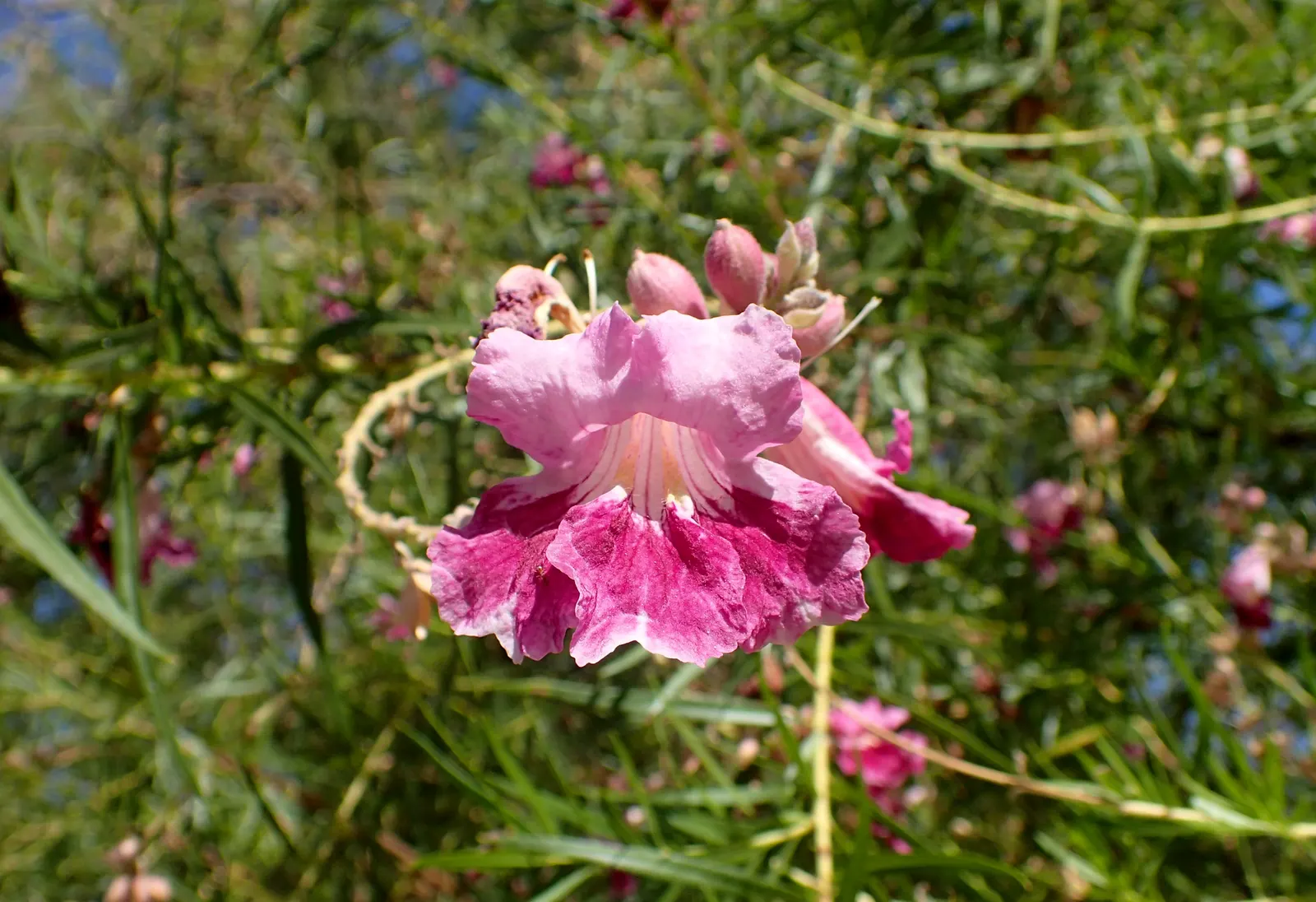 Desert Willow (Chilopsis Linearis) — Each bloom typically spans 1 to 1.5 inches in length; it has a 15-25-foot spread with an open, airy canopy