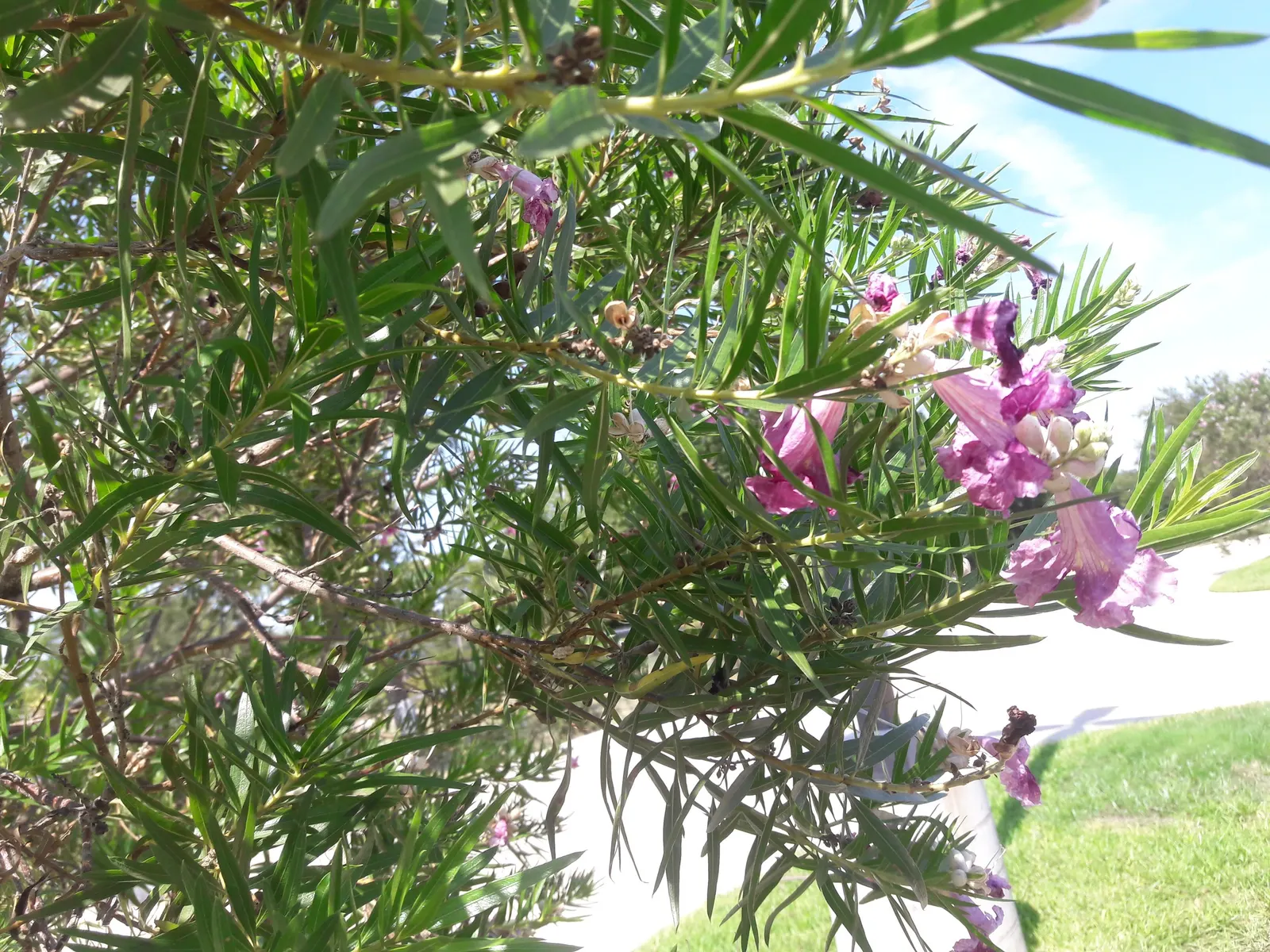 Desert Willow (Chilopsis Linearis) — blooming from late spring to early fall; thrives in USDA zones 7-9, image 83