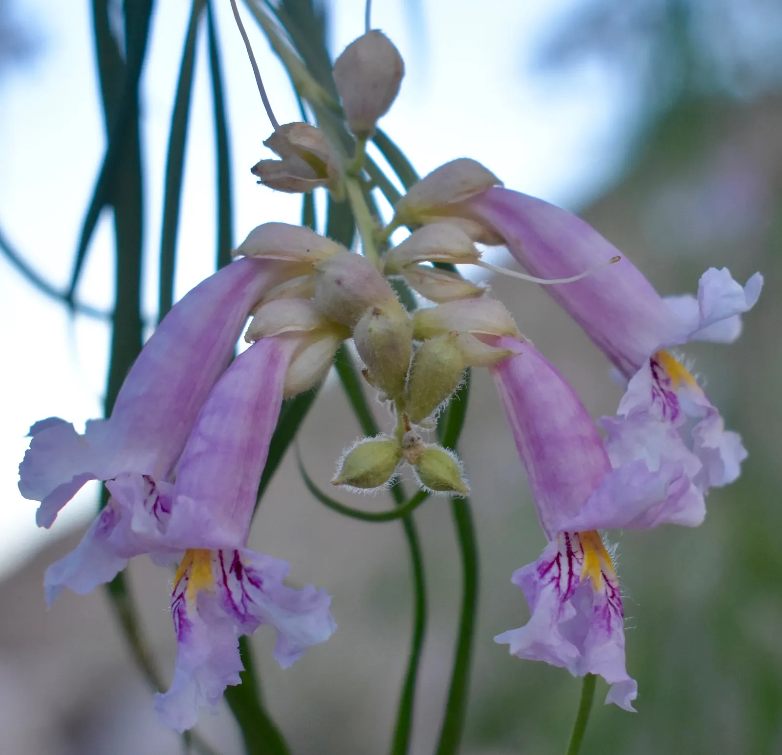 Desert Willow (Chilopsis Linearis) — elongated leaves along with trumpet-shaped flowers with varied hues from pink to lavender; its non-invasive, image 57