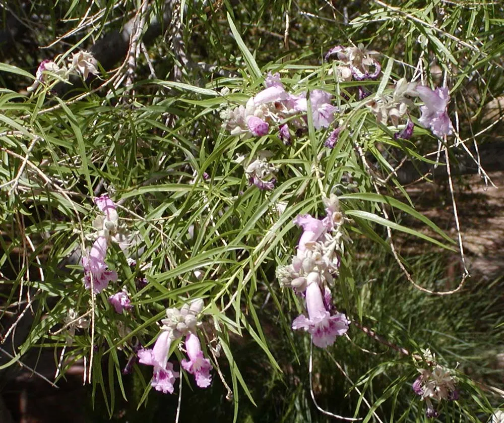 Desert Willow (Chilopsis Linearis) — it is important to note that this species prefers full sun and well-draining soils; is a deciduous tree native, image 70