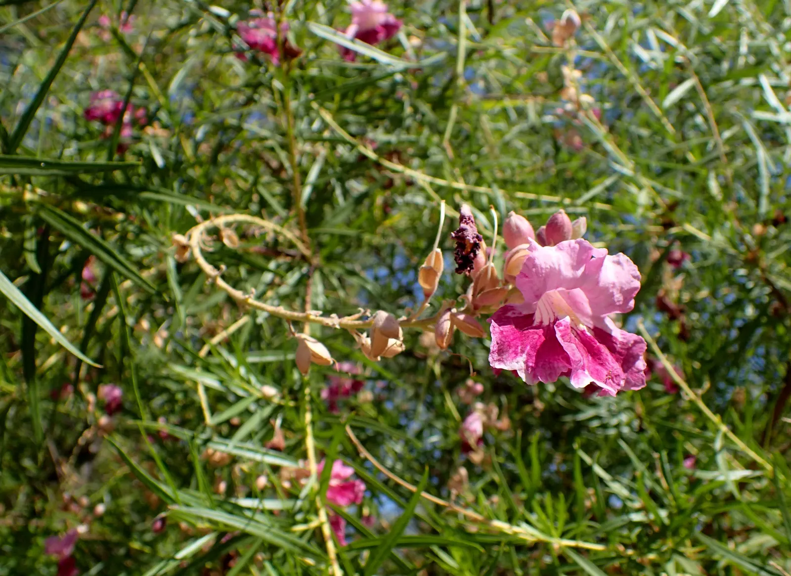 Desert Willow (Chilopsis Linearis) — thrives in USDA zones 7-9; the tree showcases its beauty with an abundant display of trumpet-shaped flowers, image 78
