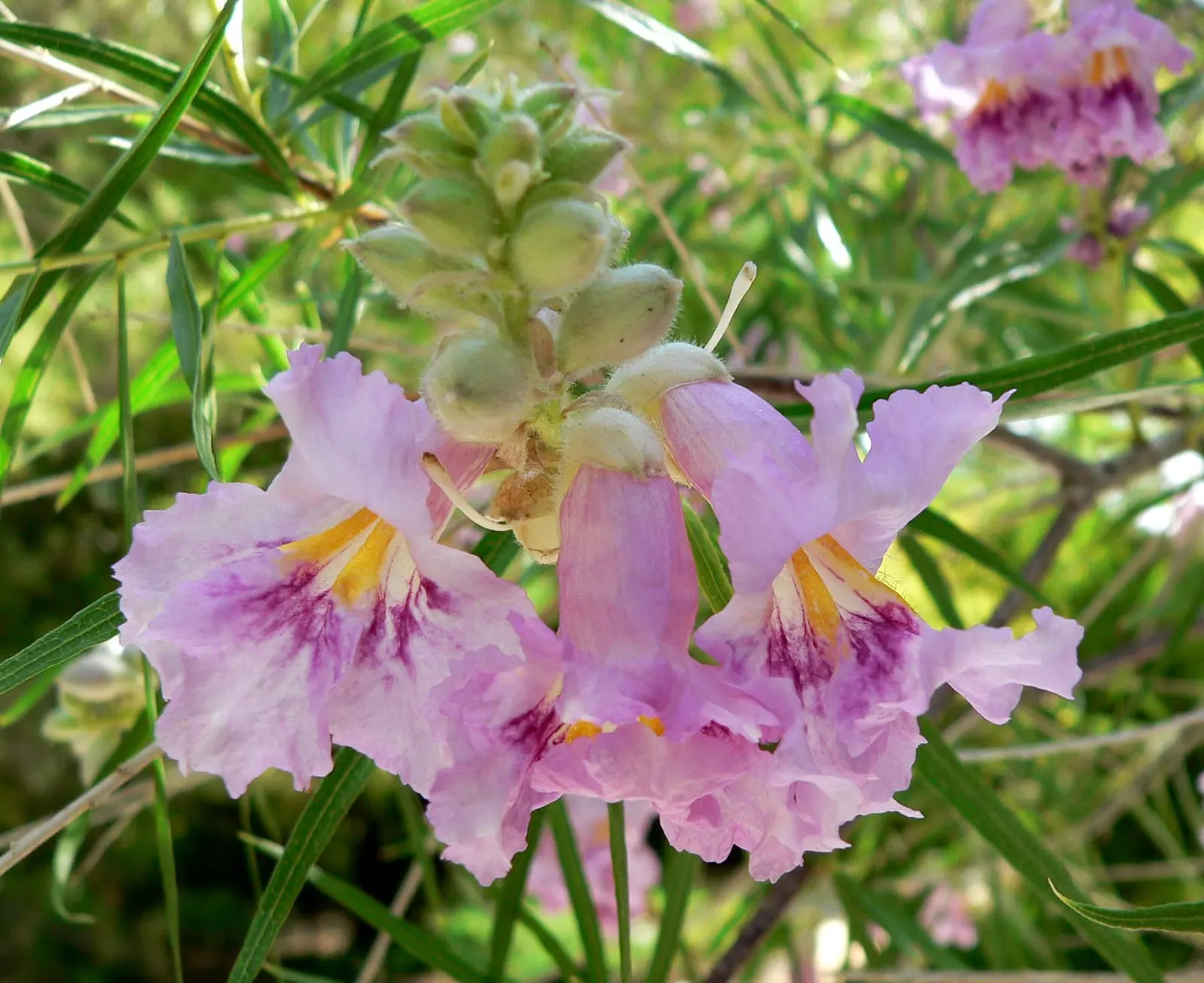 Desert Willow (Chilopsis Linearis) — It has a 15-25-foot spread with an open, airy canopy