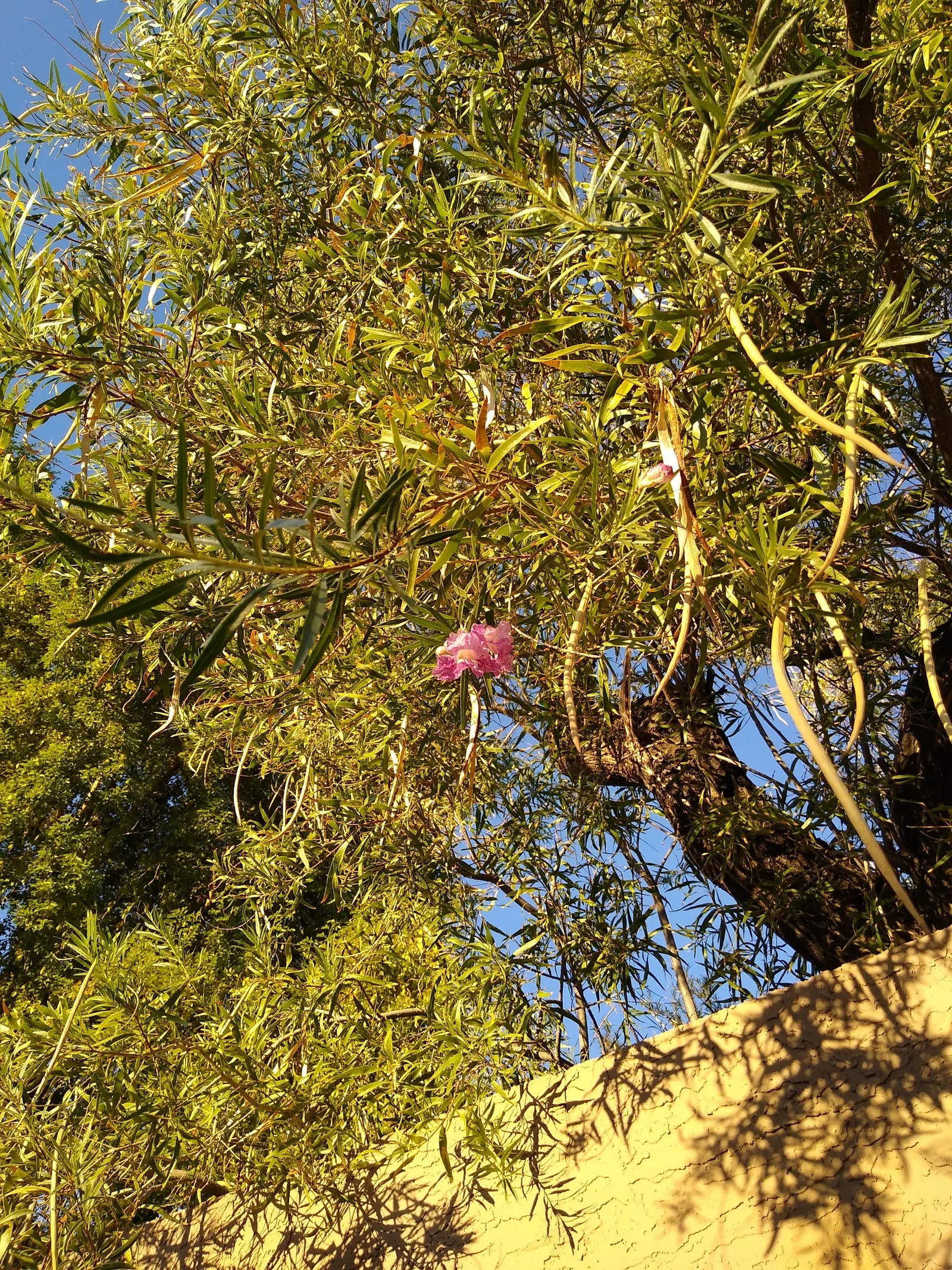 Desert Willow (Chilopsis Linearis) — slender leaves that can reach lengths of 4 to 12 inches