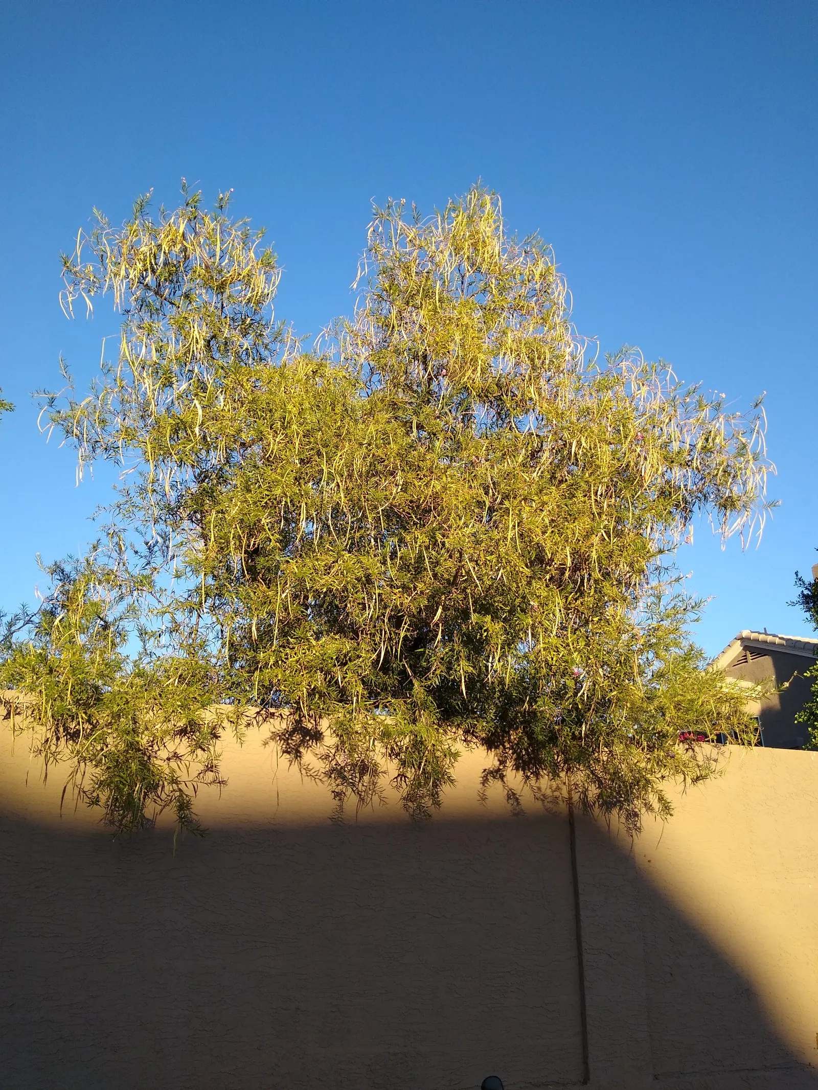 Desert Willow (Chilopsis Linearis) — This species boasts narrow; slender leaves that can reach lengths of 4 to 12 inches
