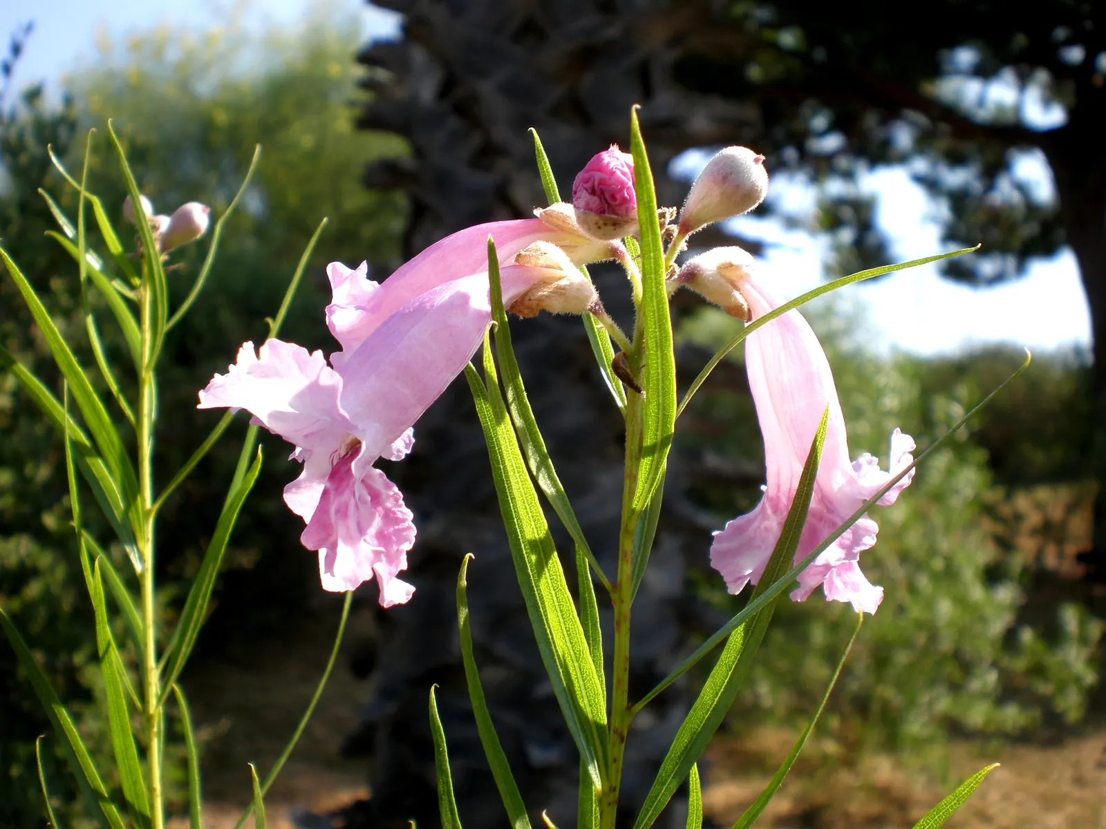 Desert Willow (Chilopsis Linearis) — These delicate leaves are bright green and willow-like; a drought-tolerant deciduous shrub, image 65