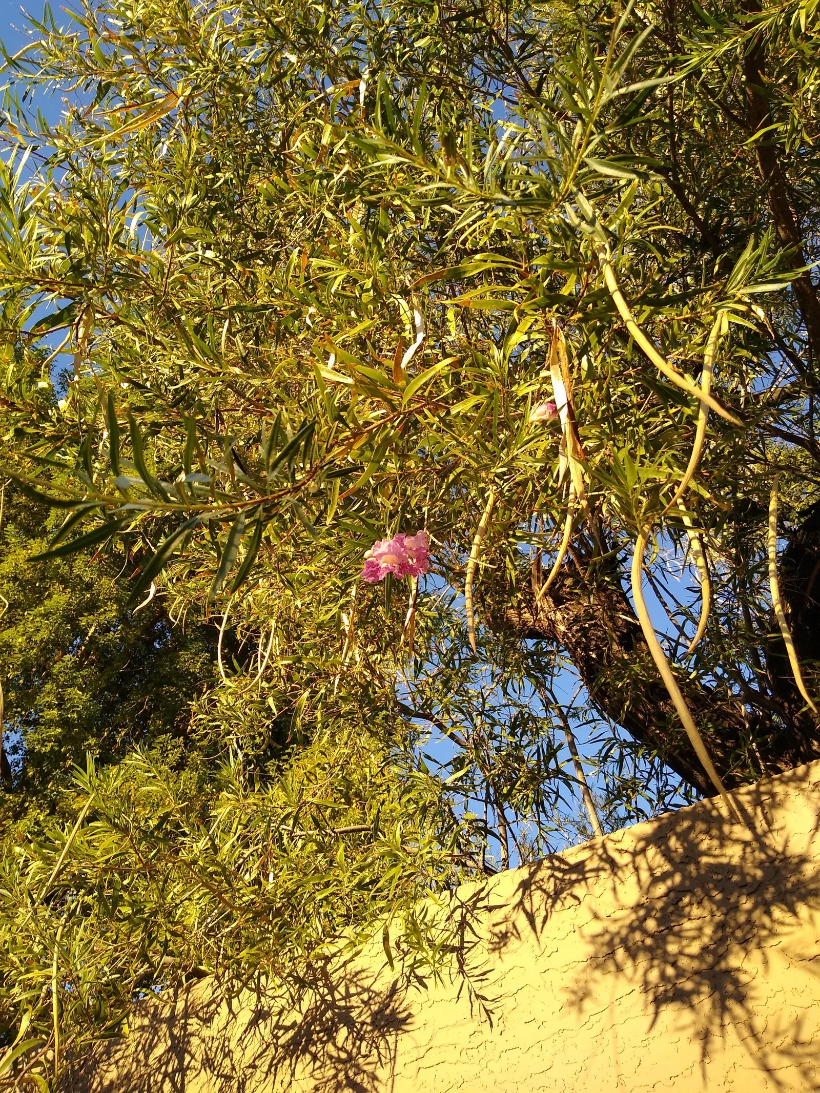 Desert Willow (Chilopsis Linearis) — encapsulating the essence of natural beauty and resilience