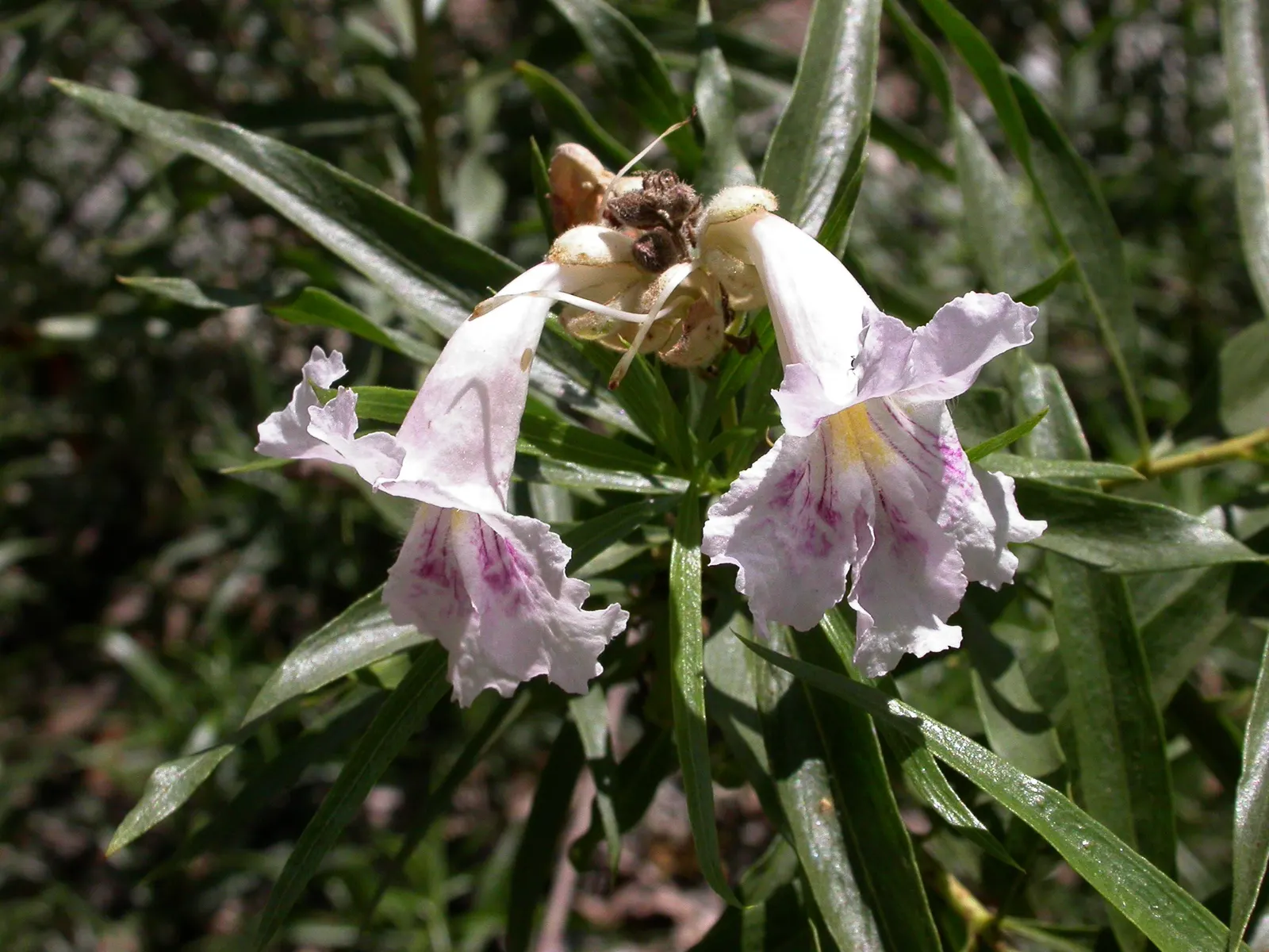 Desert Willow (Chilopsis Linearis) — This species boasts narrow