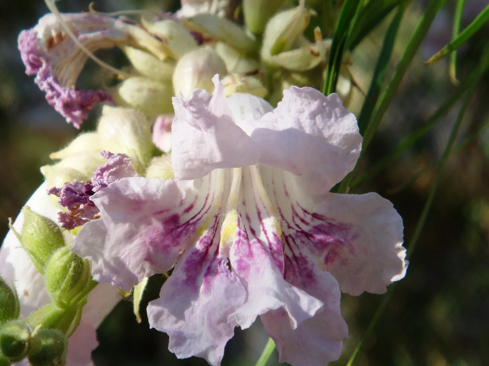 Desert Willow (Chilopsis Linearis) — although it is not closely related to true willows.<br><br>From late spring to early fall