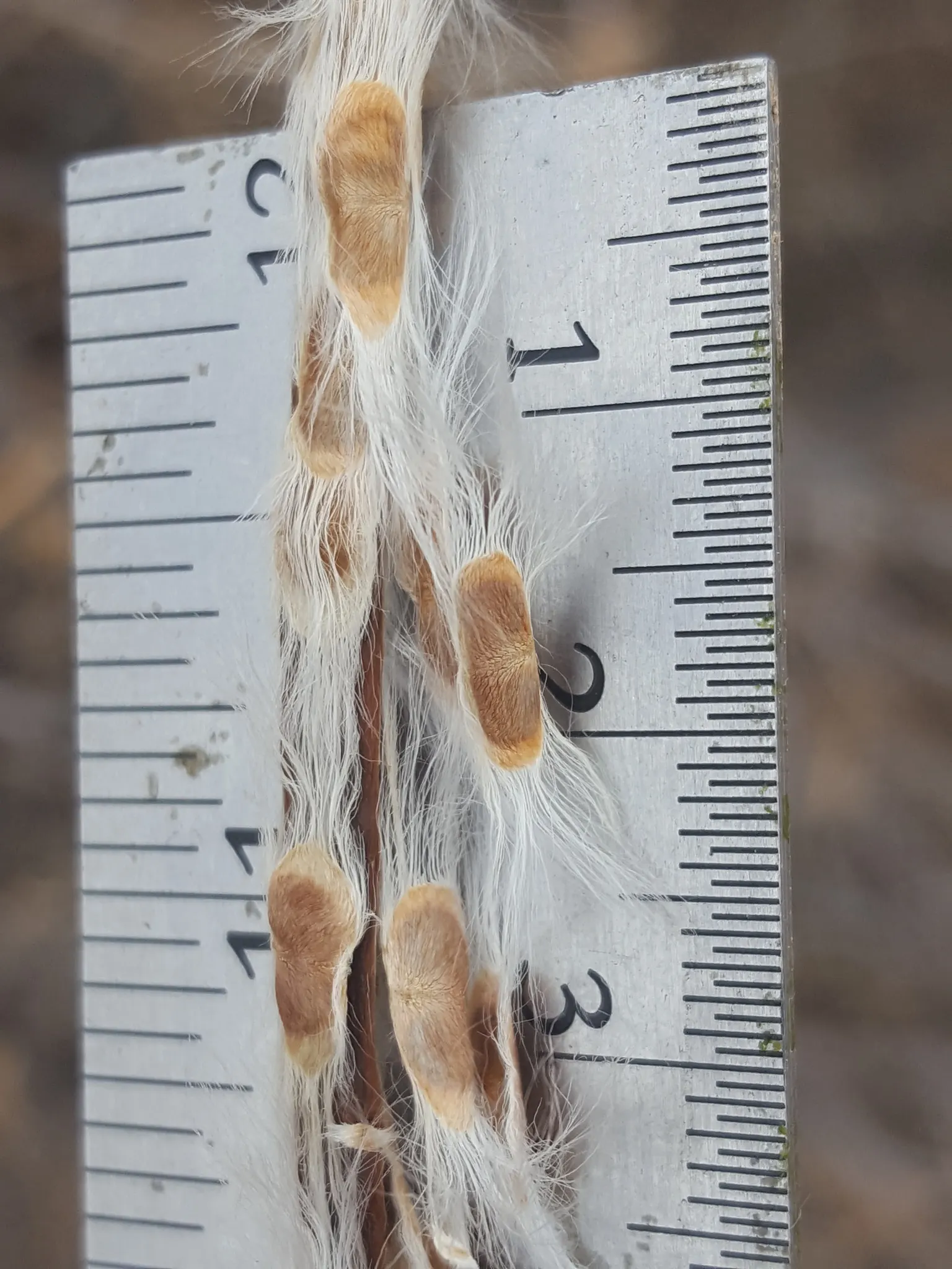 Desert Willow (Chilopsis Linearis) — Its non-invasive root system makes it an excellent choice for planting near structures or walkways; each bloom, image 71