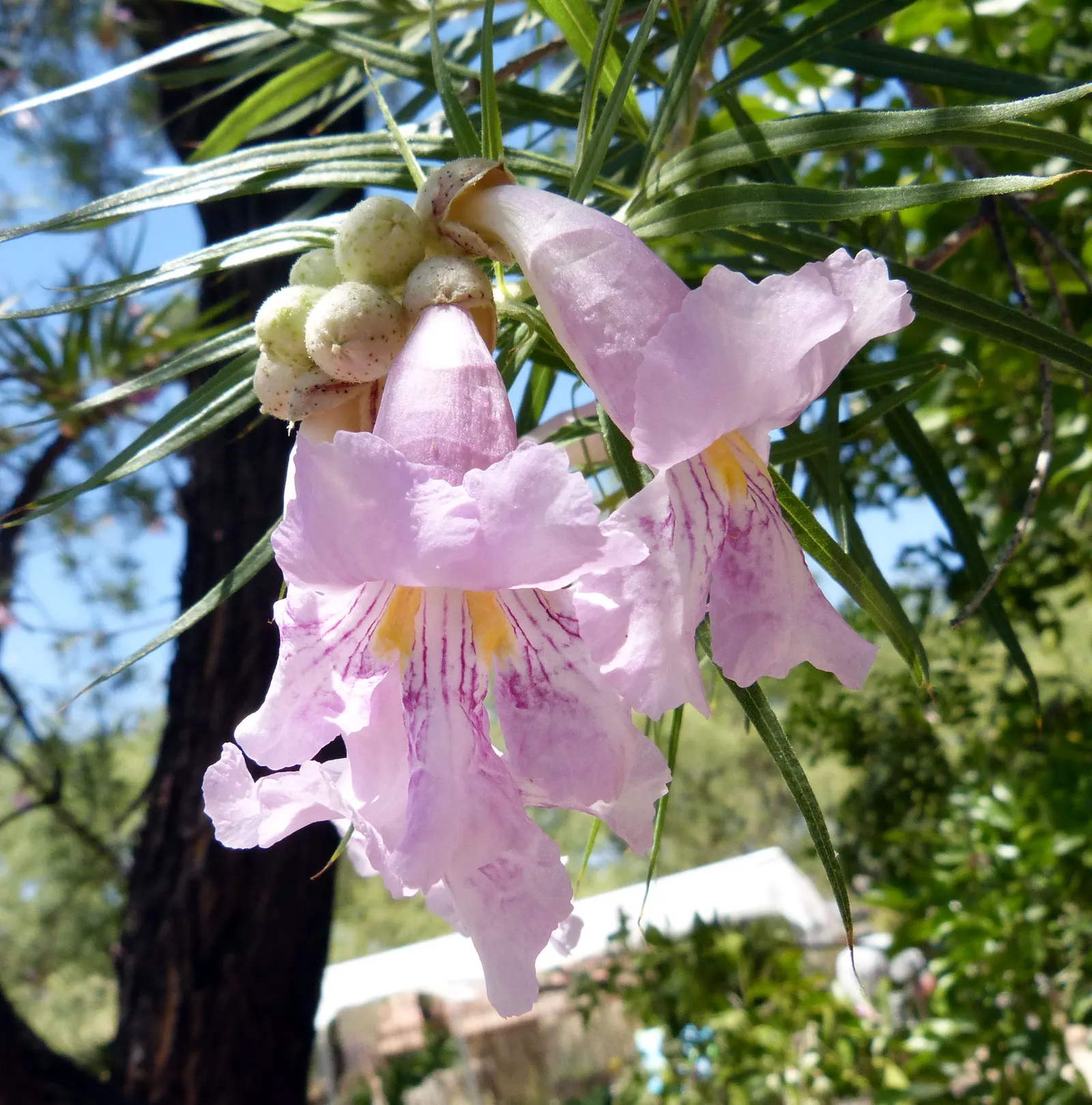 Desert Willow (Chilopsis Linearis) — It has a 15-25-foot spread with an open, airy canopy; elongated leaves along with trumpet-shaped flowers with, image 55