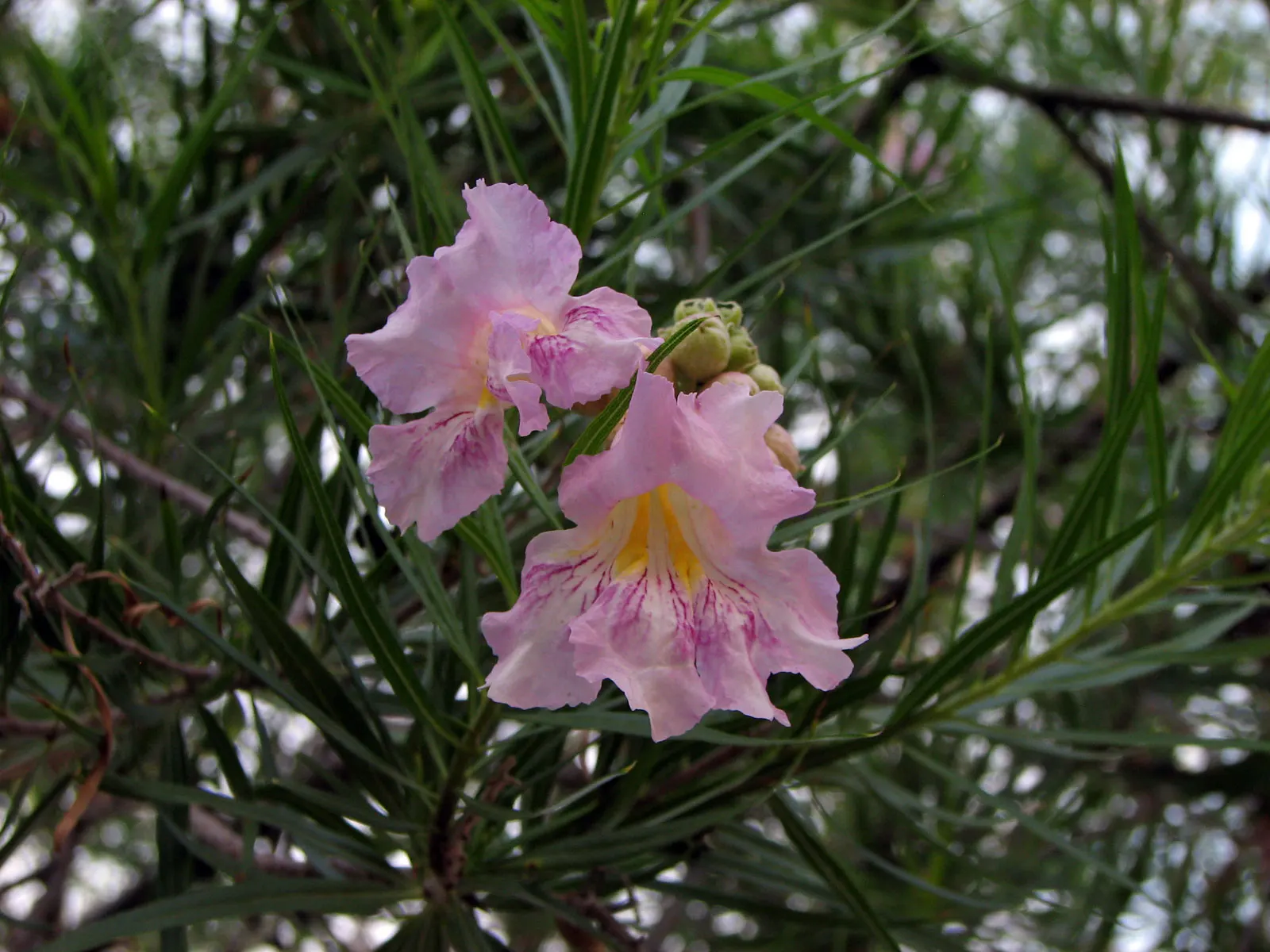 Desert Willow (Chilopsis Linearis) — the Desert Willow's form is characterized by its open, image 63